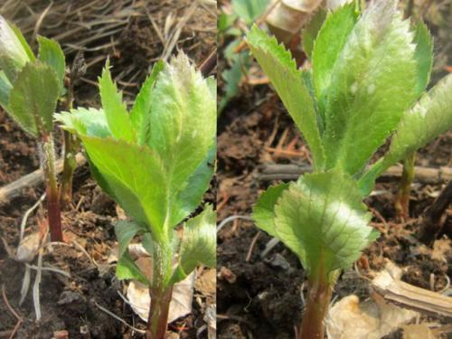 四叶菜四叶菜消炎利胆龙胆草的花须根无叉乳白色根状全是虚须根像龙胆