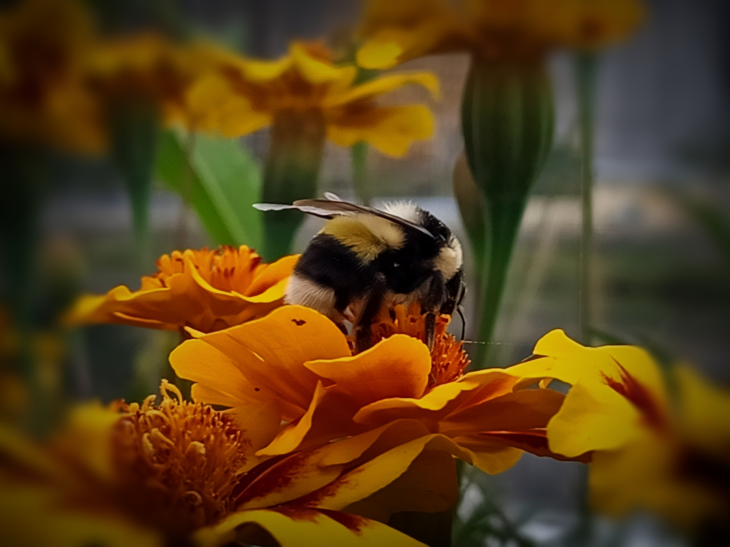 熊猫蜂(原创首发)