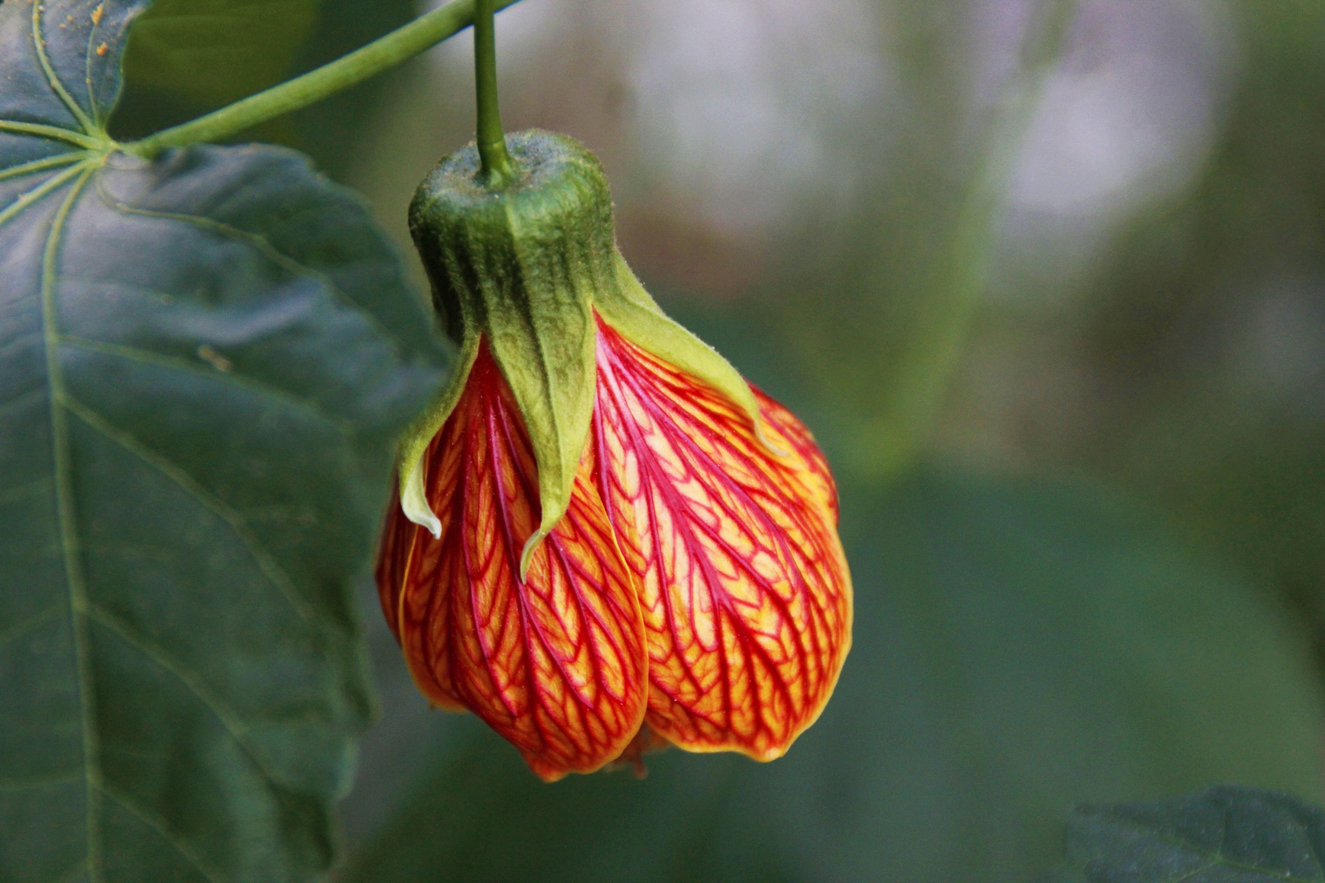 【首发】金铃花