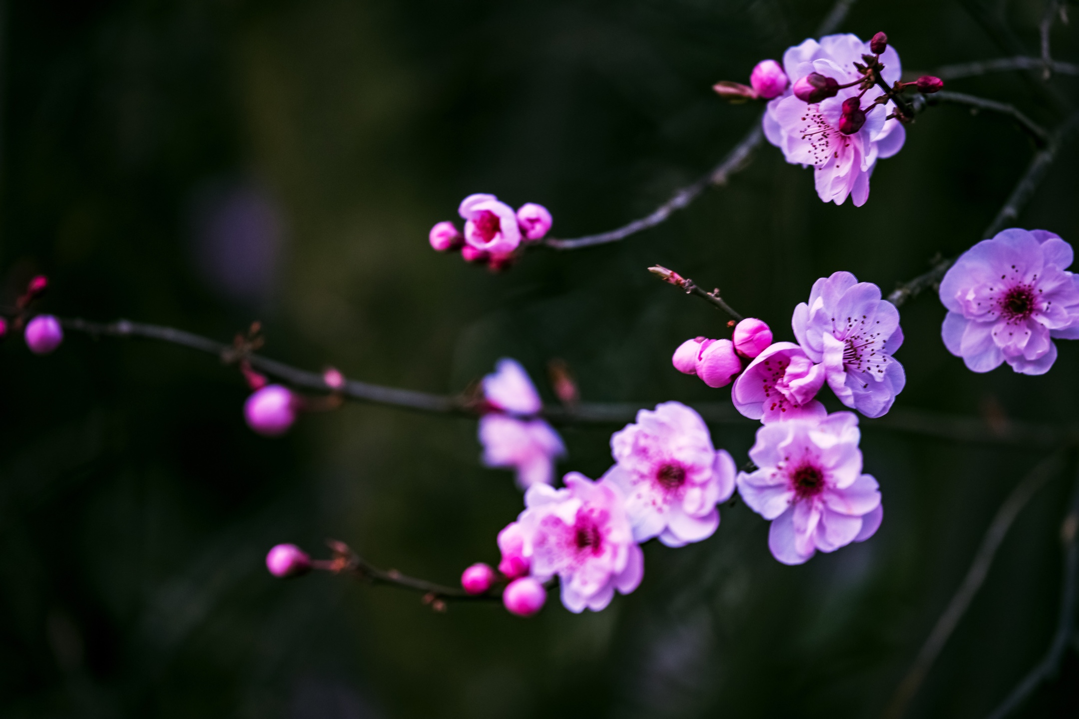 春色满园关不住一枝红杏出墙来