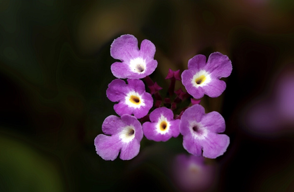 [首发]紫色马缨丹