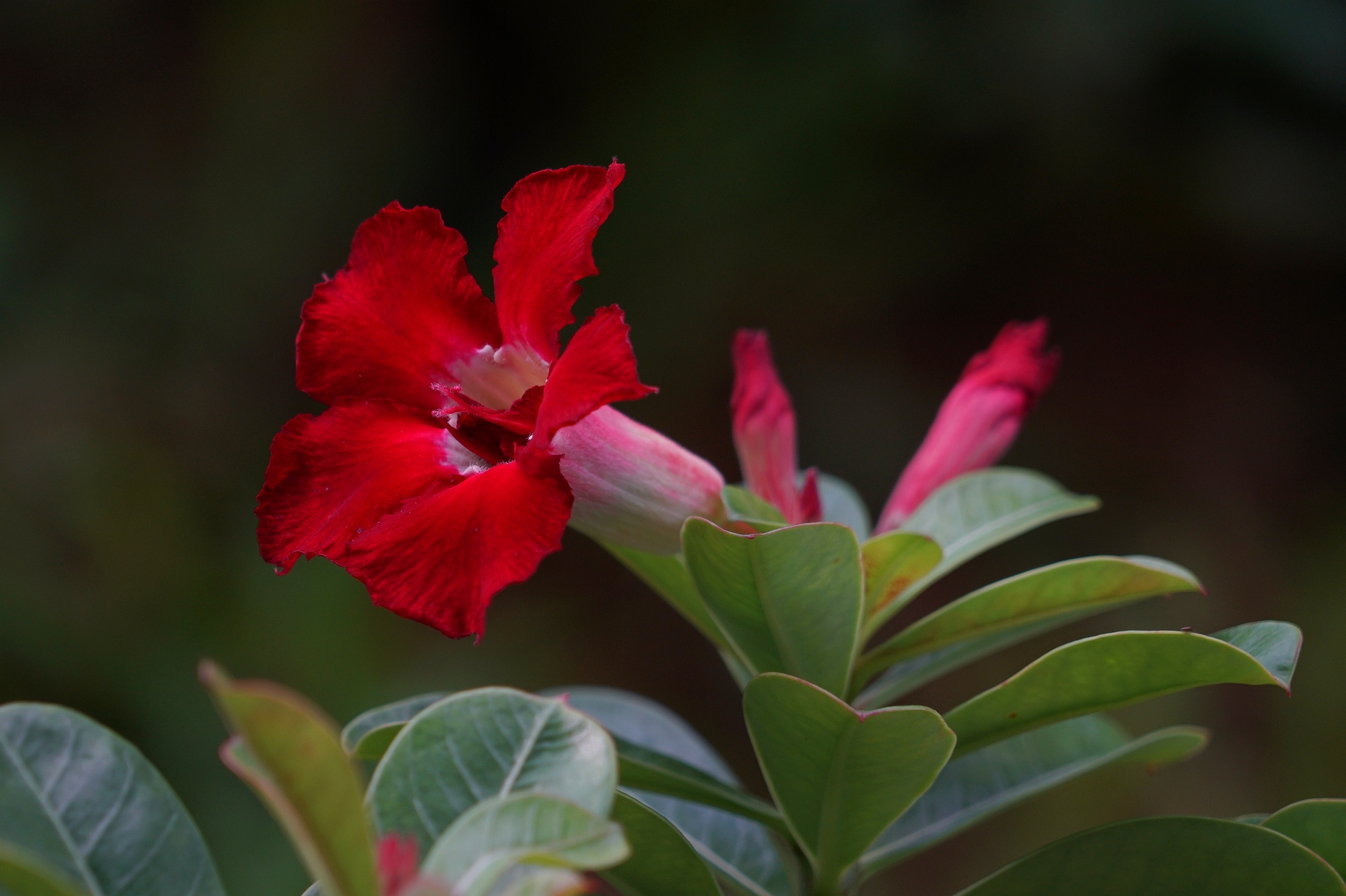 娇艳绚丽天宝花