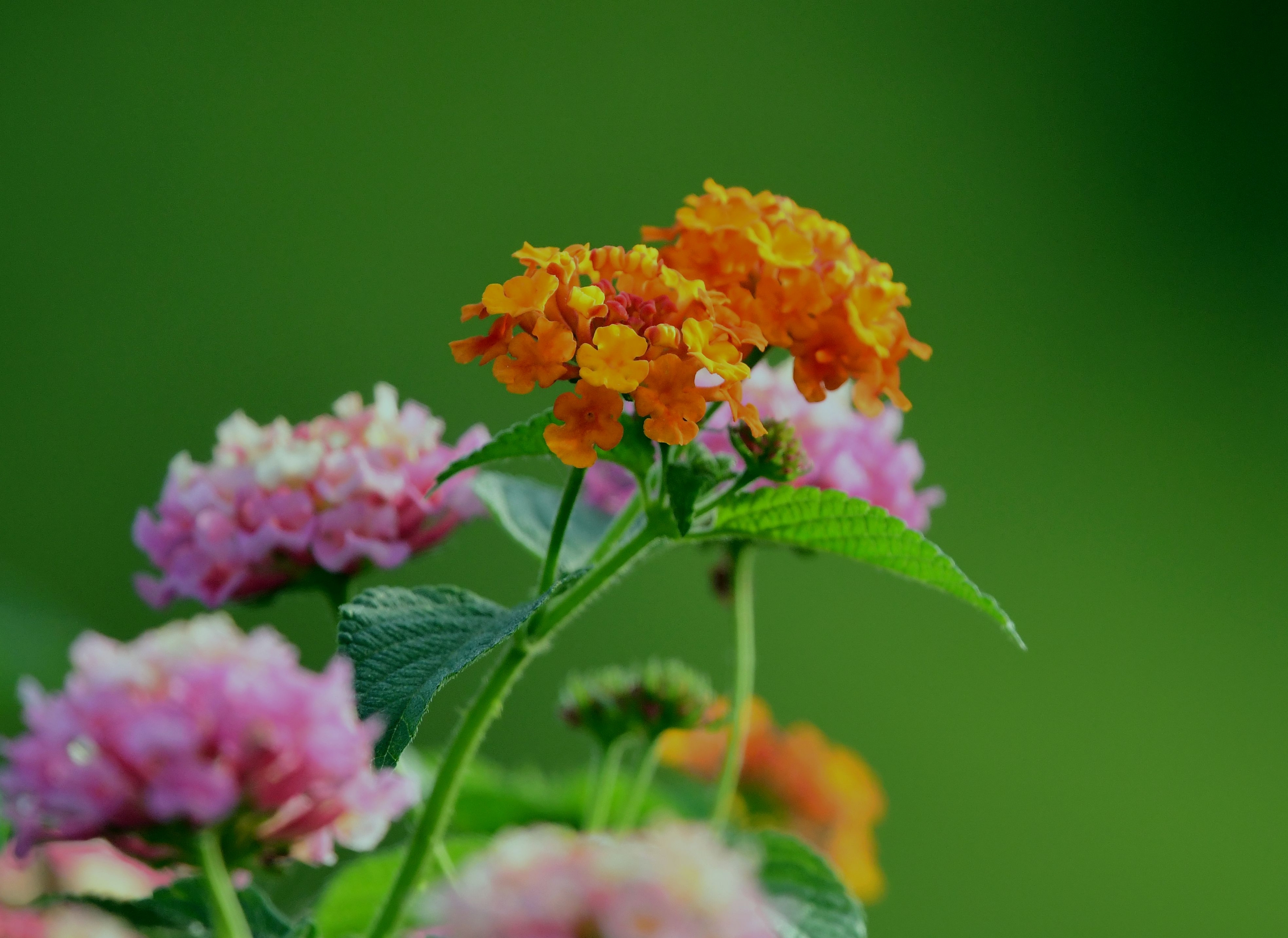 花卉摄影一一五色梅【首发】