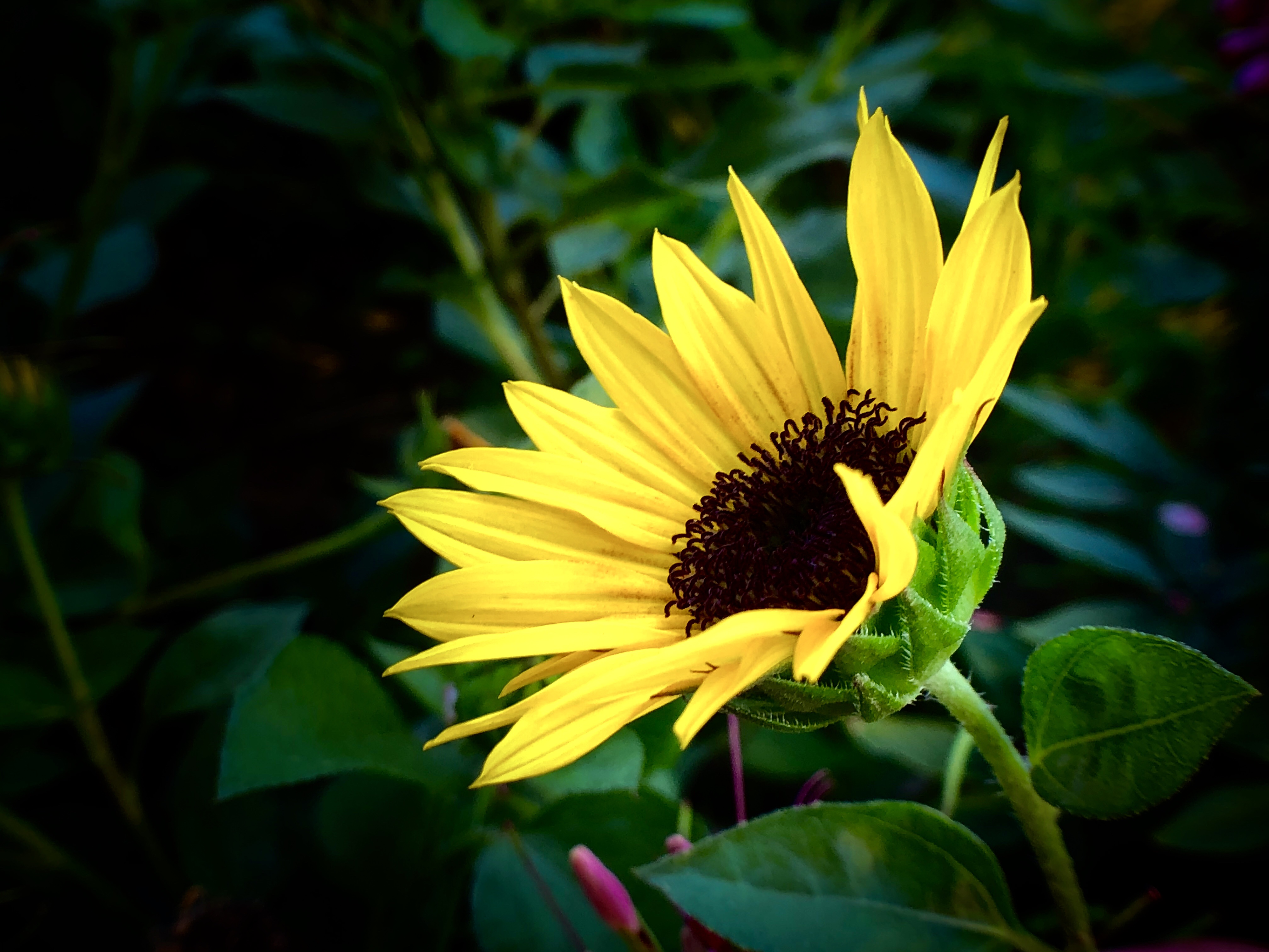 【摄影首发】朝阳花.12