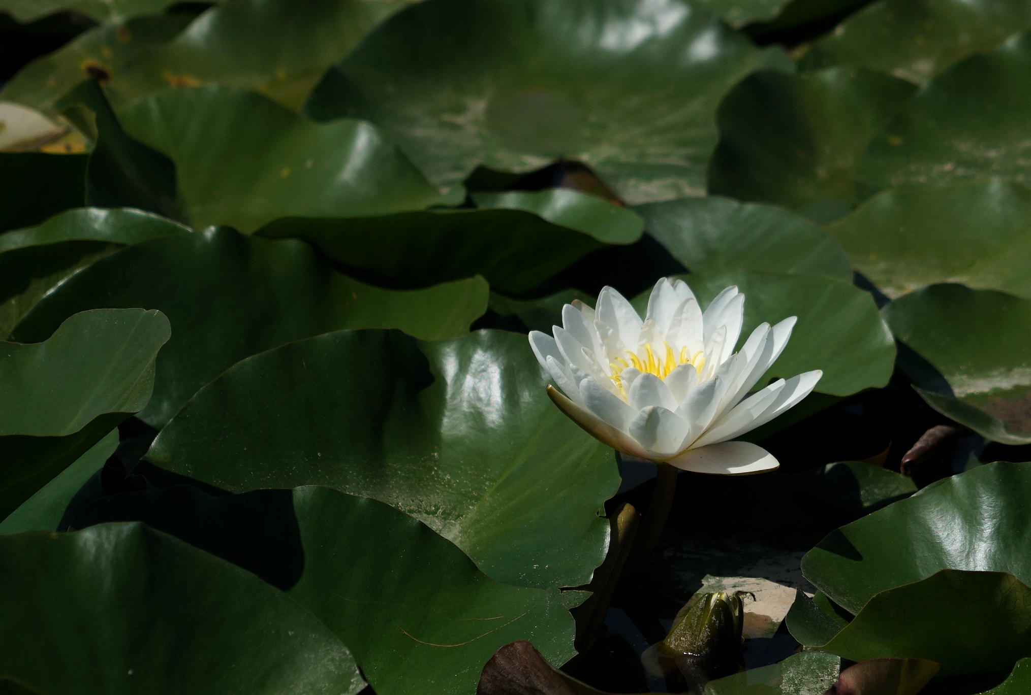 冰清玉洁水中仙