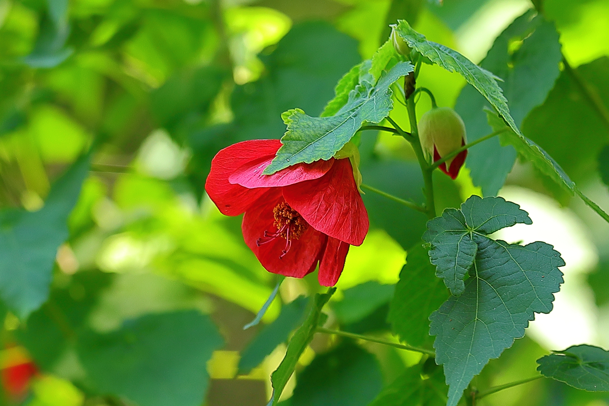 【首发】火红的箭叶秋葵