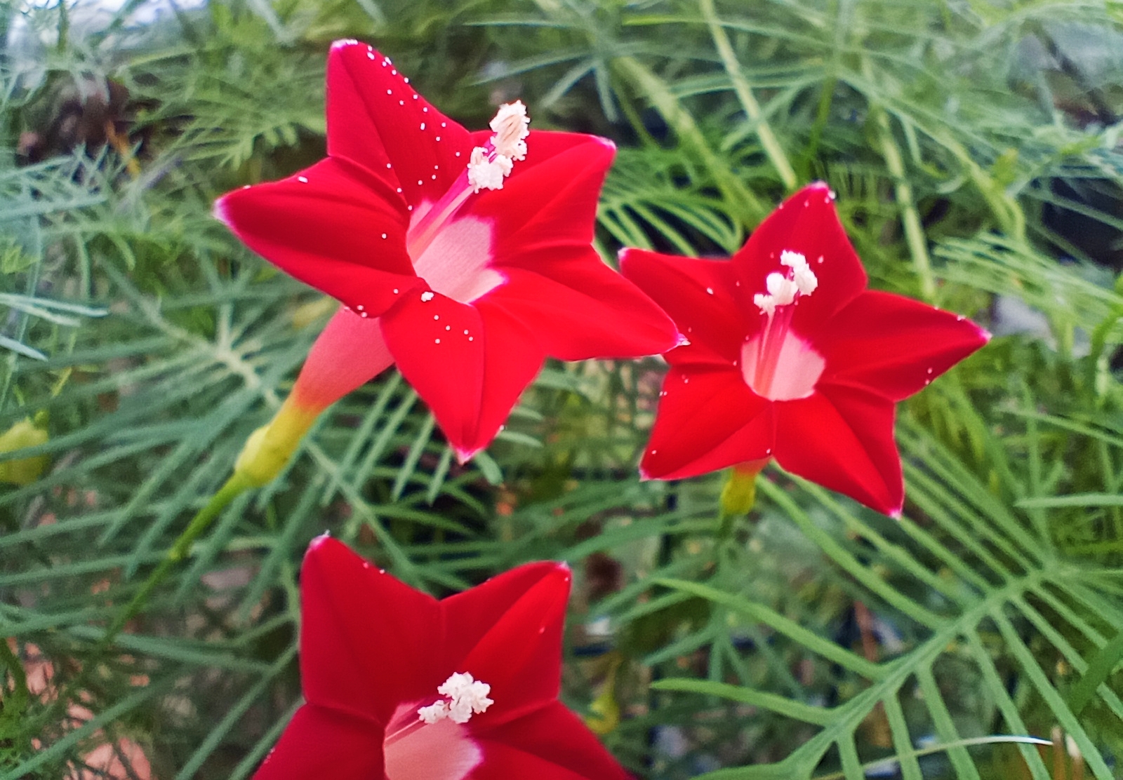 五角红星茑萝花