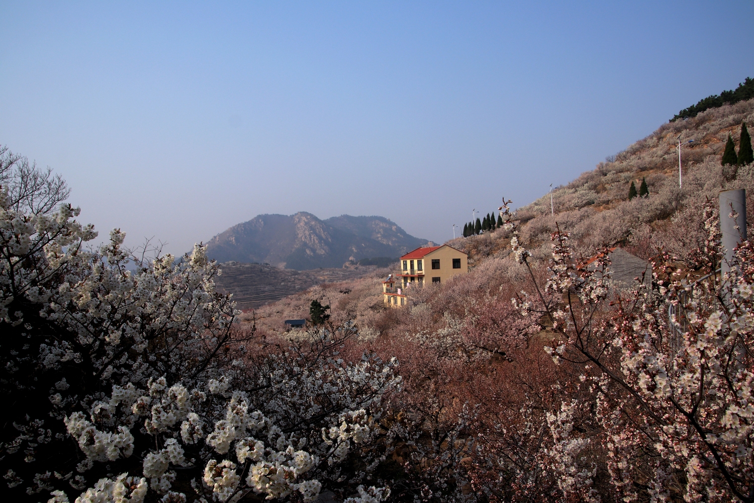 《我的春天因为有了你生活更完美》大崂樱桃谷拍摄札记杏花篇