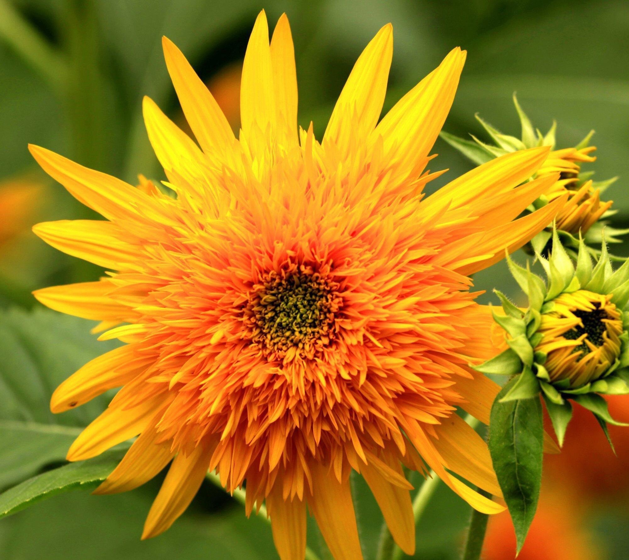 【首发】千瓣葵