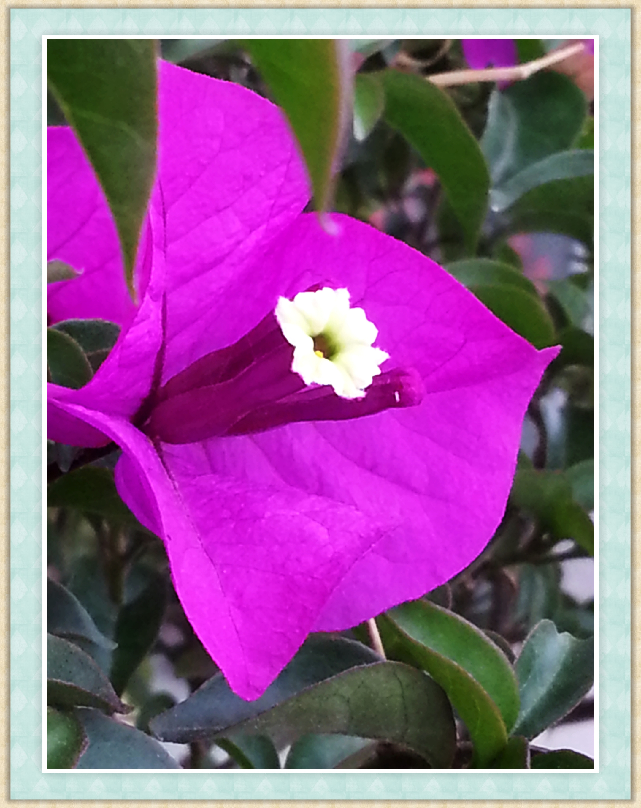 【首发】三角梅