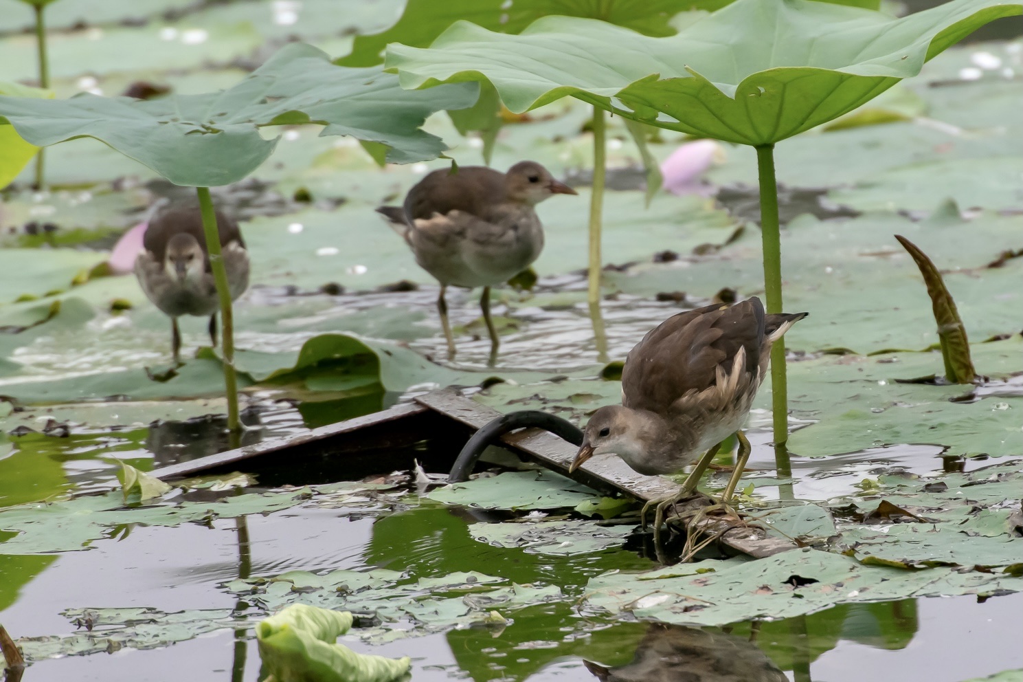 (首发)黑水鸡幼崽3