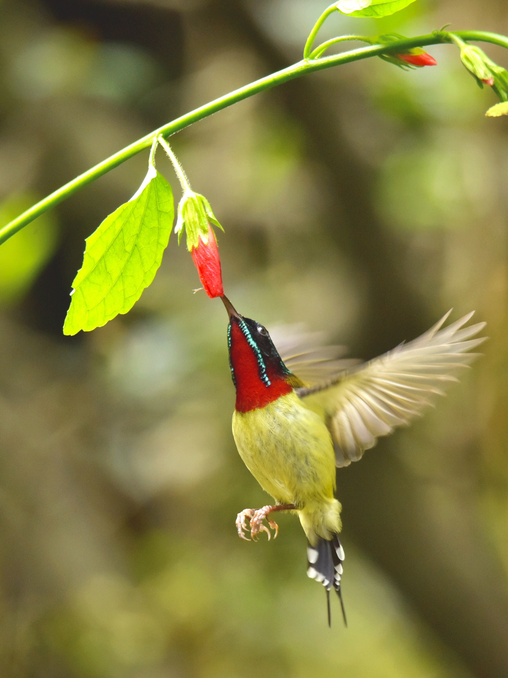 太阳鸟乐山的留鸟它有着一只长长尖嘴美丽绚丽的羽毛非常漂亮喜欢在