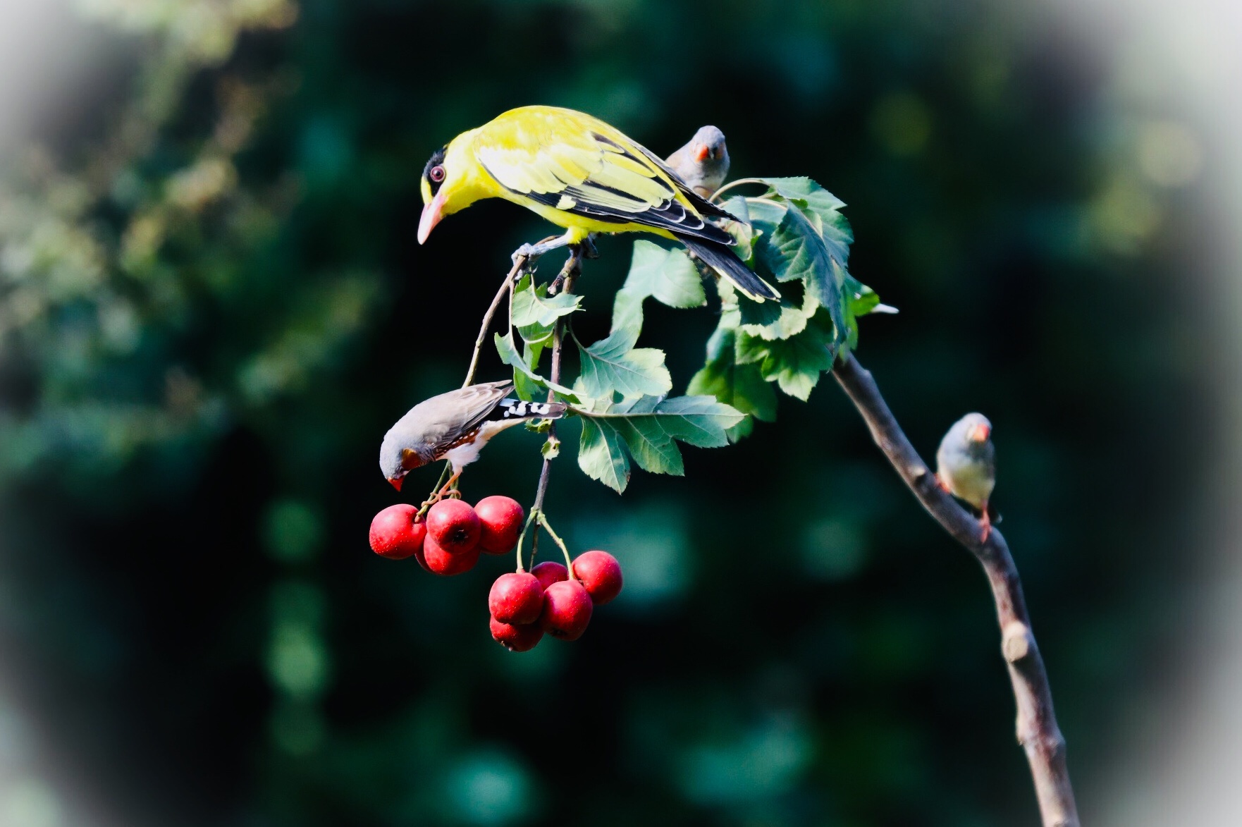 (吉他徐)(001)我的鸟趣—黄鹂鸟. 拍摄于青岛(山楂的诱惑)