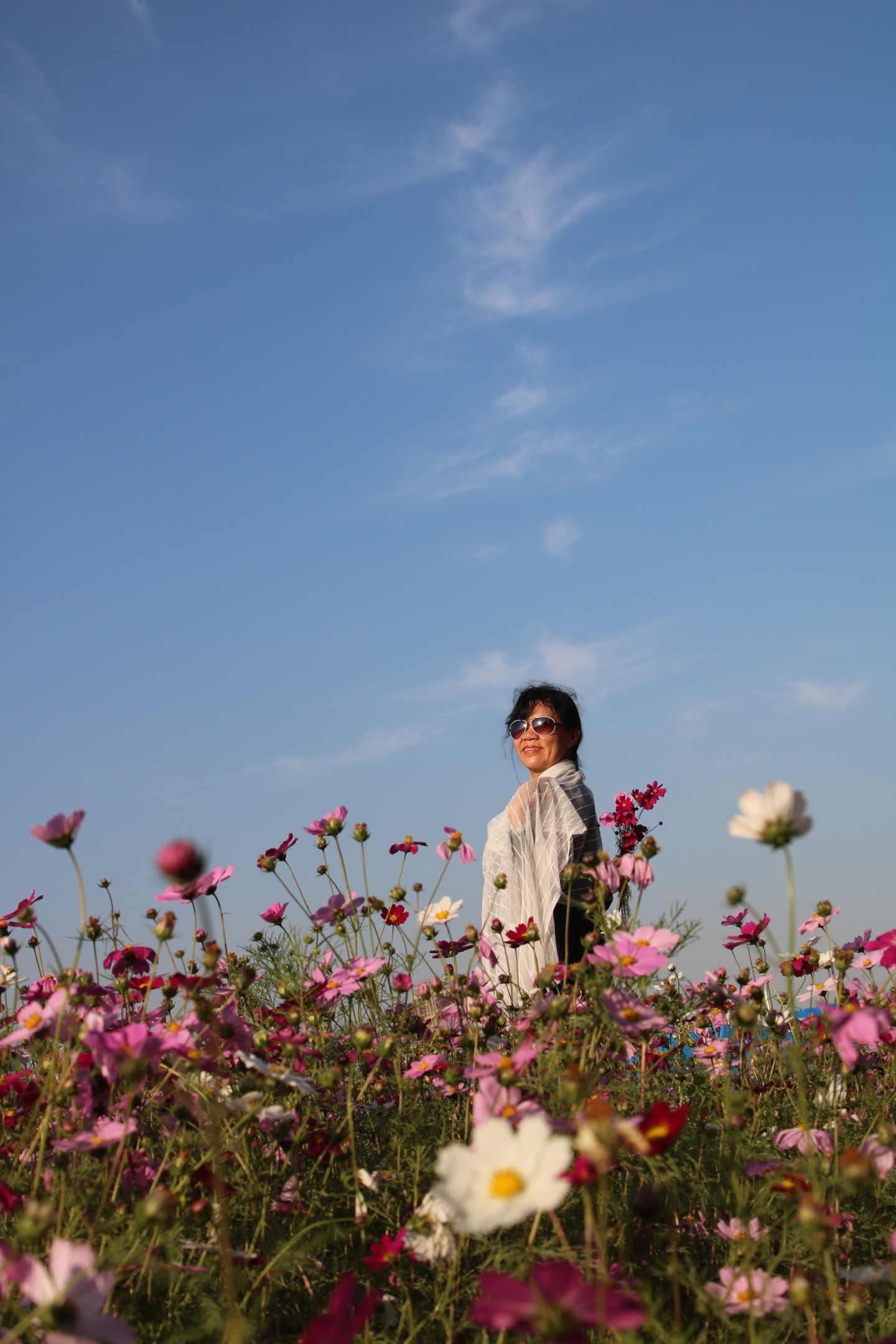 波斯菊花海