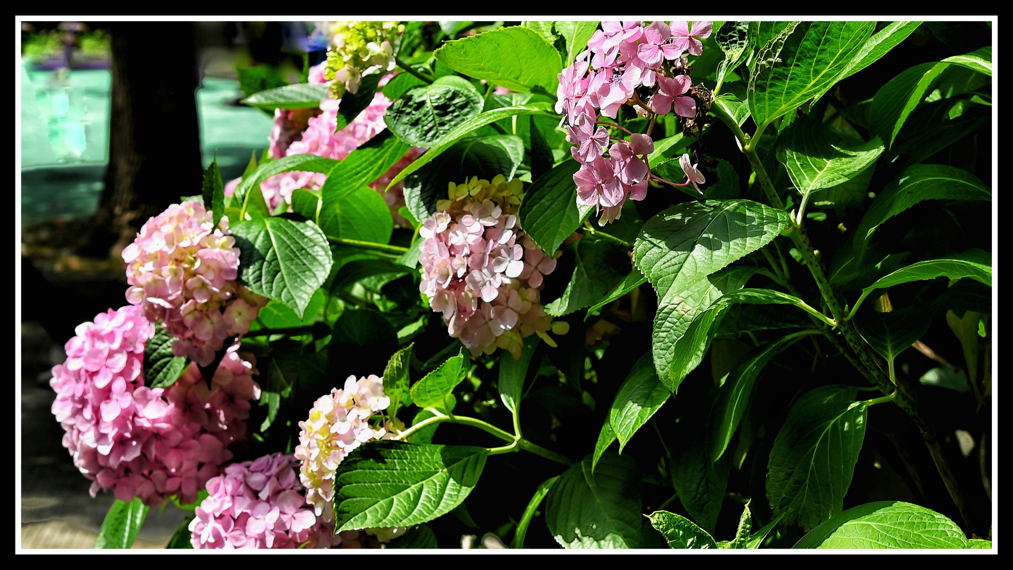 八仙绣球花《首发》