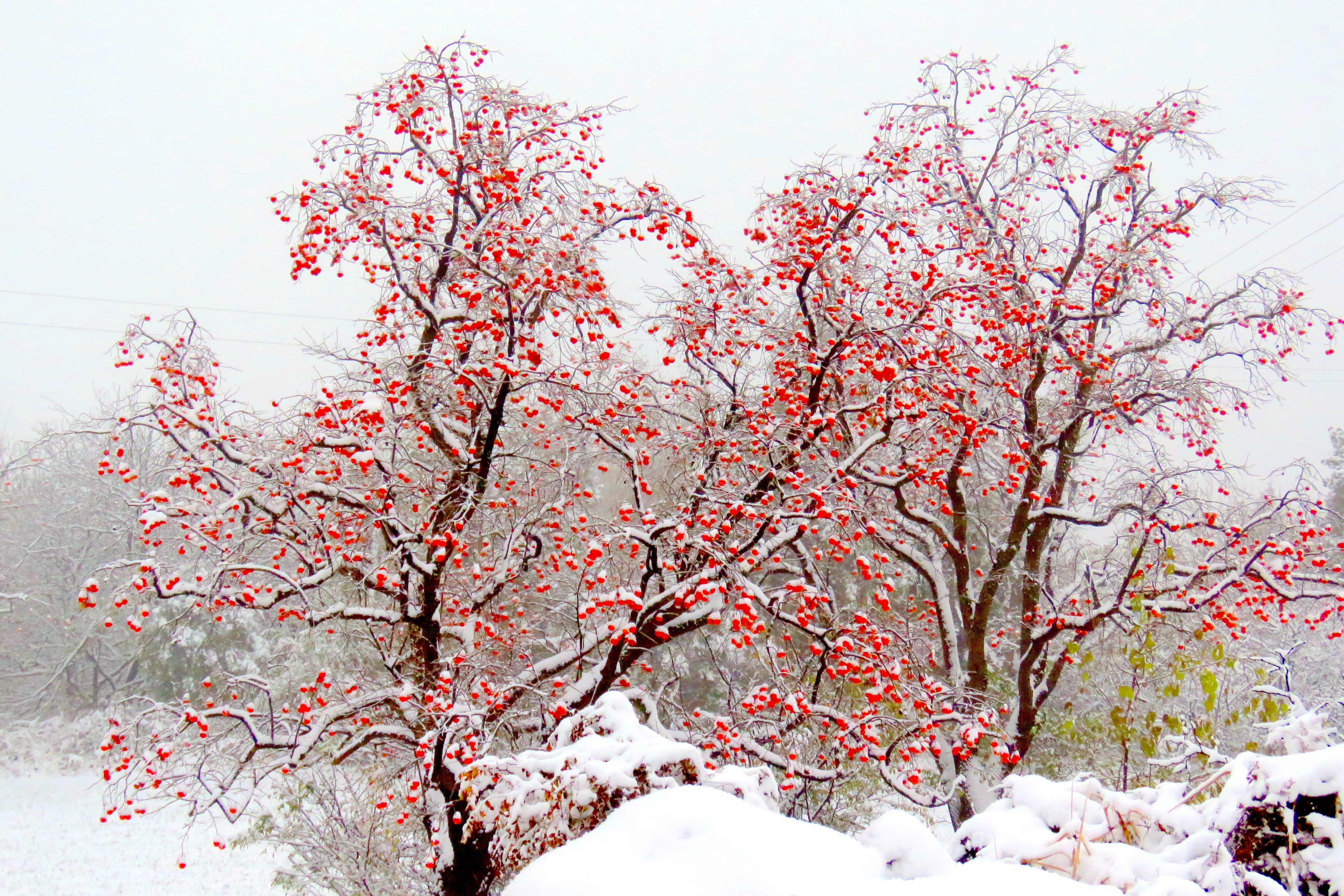 雪中的柿子树图片大全图片