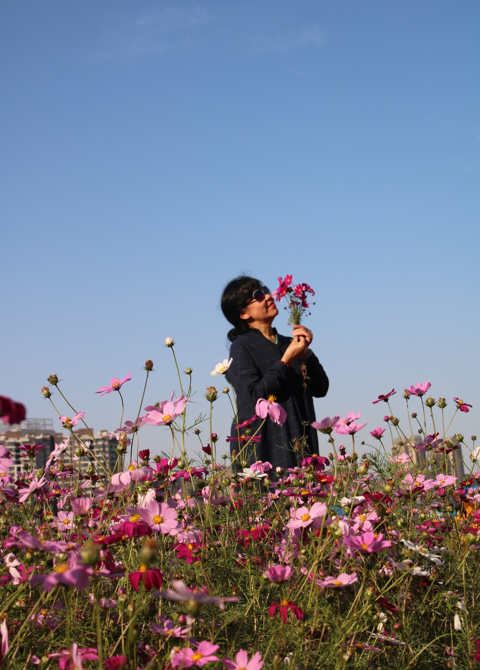 波斯菊花海