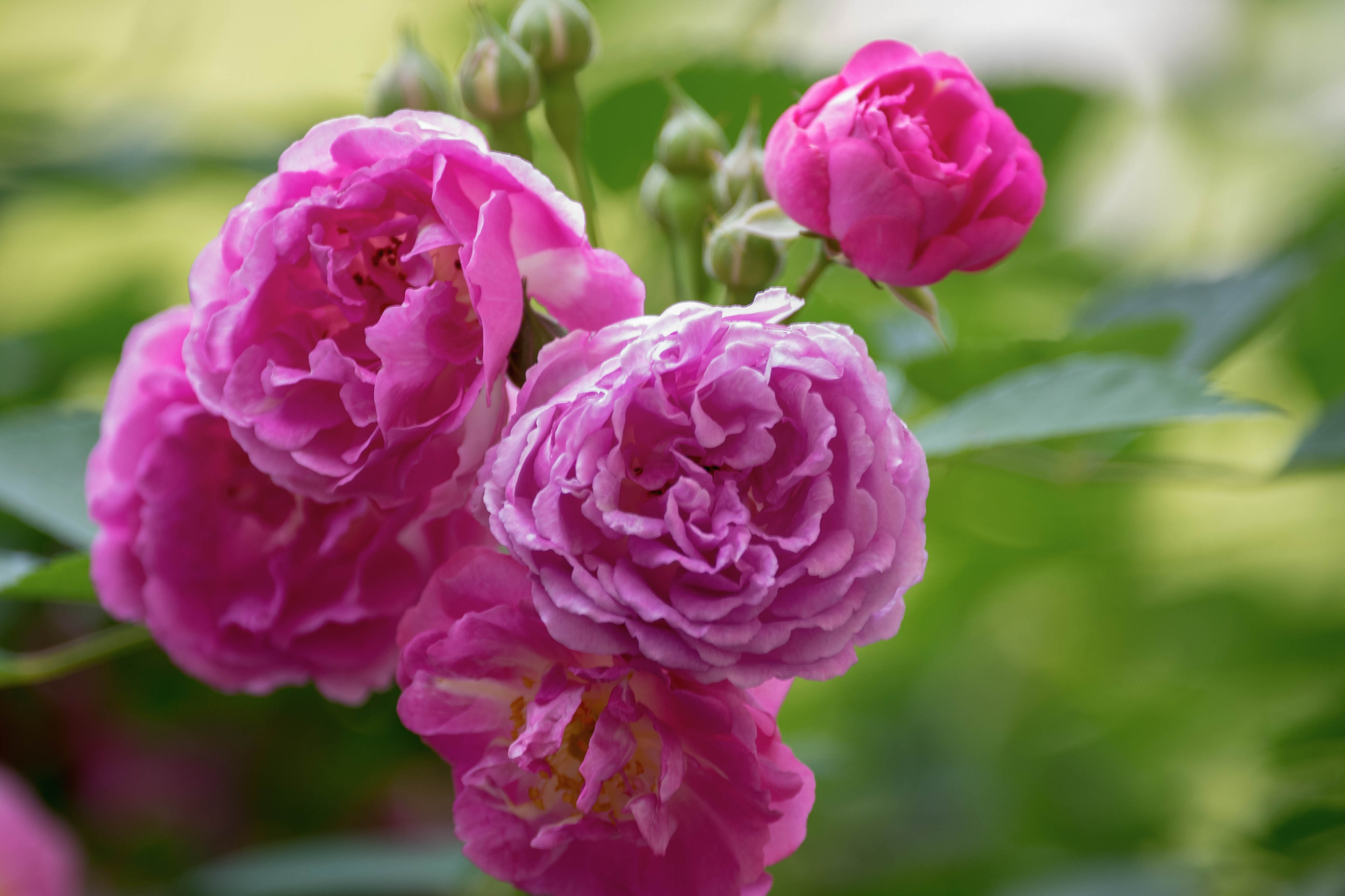 (首发)蔷薇花开