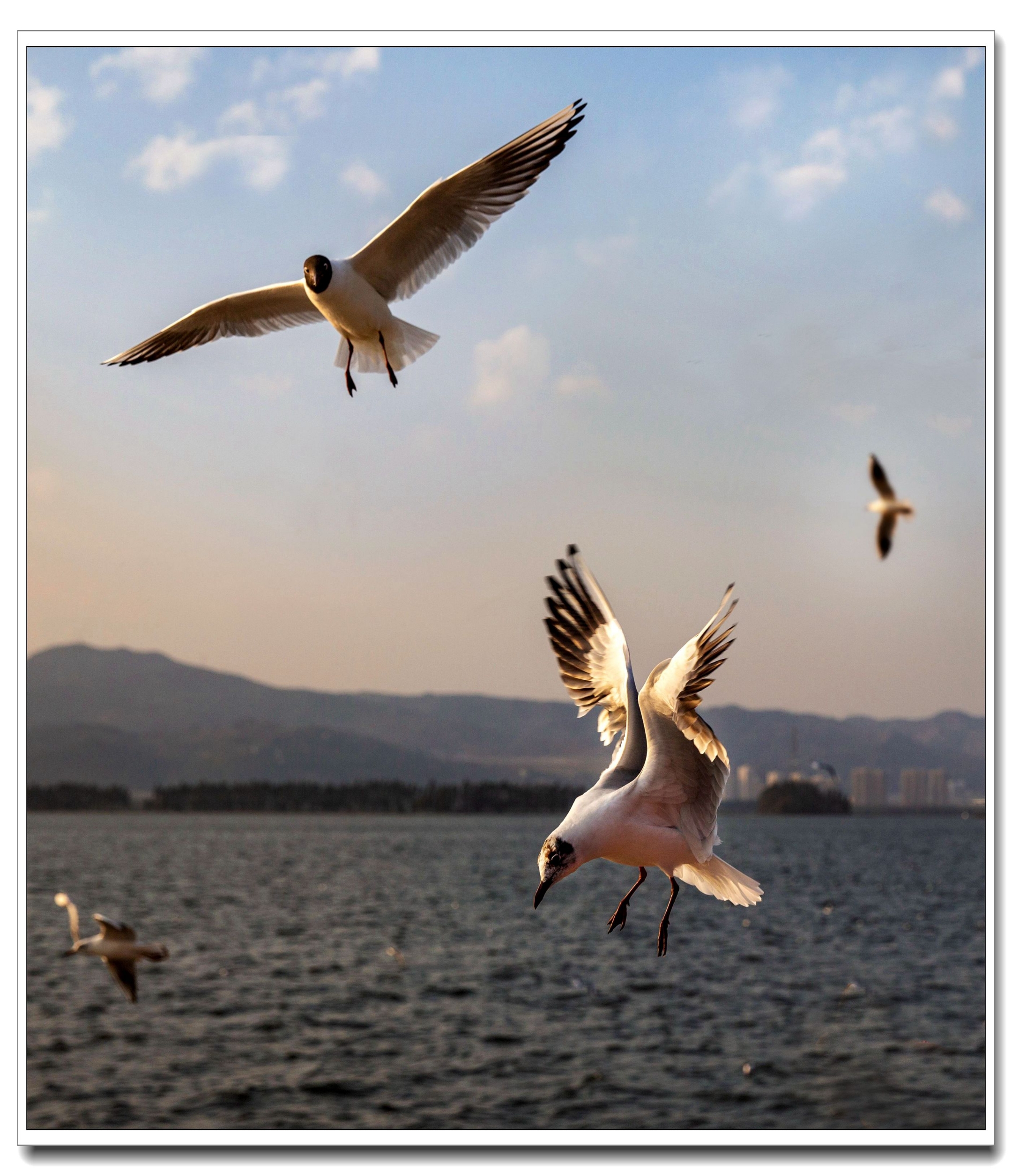 云南滇池红嘴海鸥图片图片