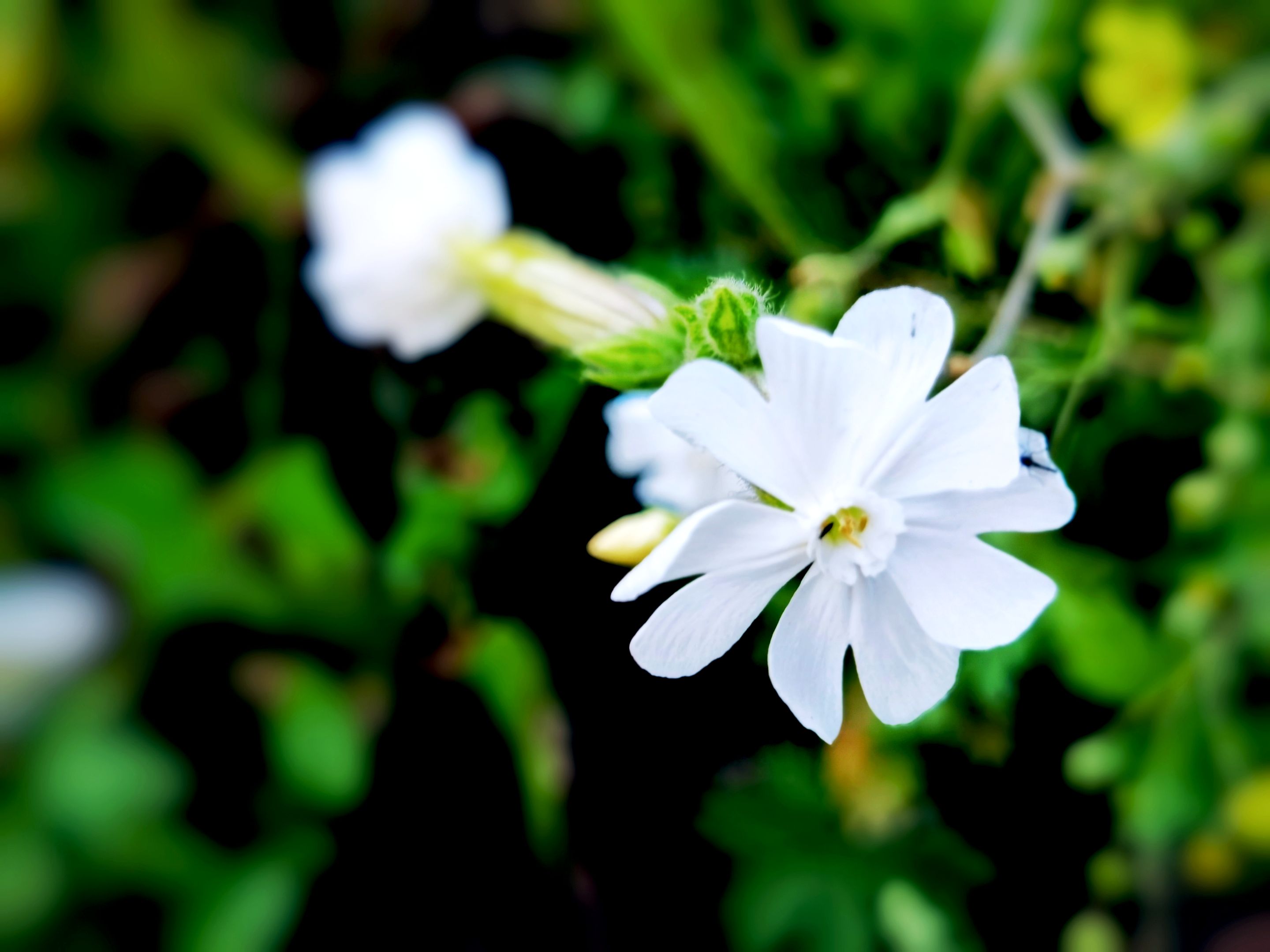 【首发】瓣浅樱卷卷 层层又重重
