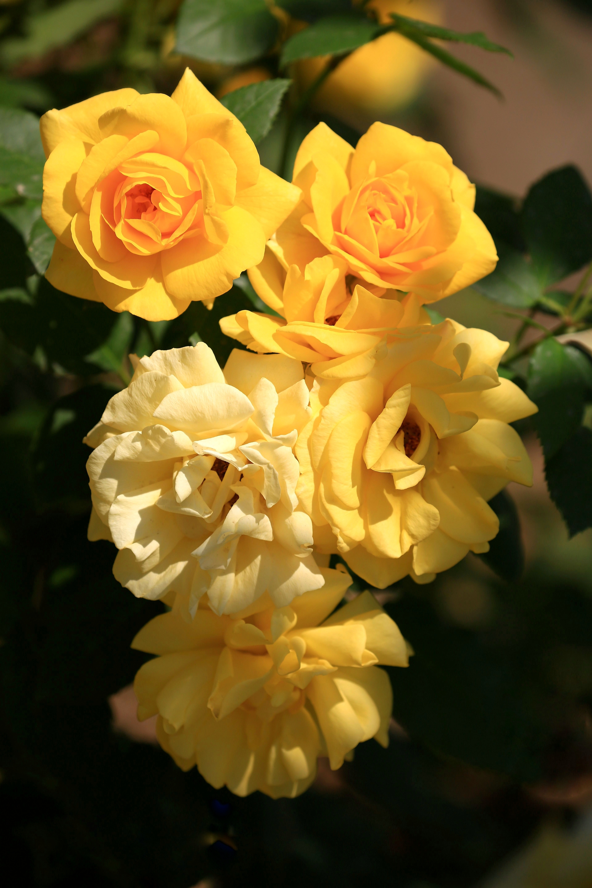 月季花演化过程