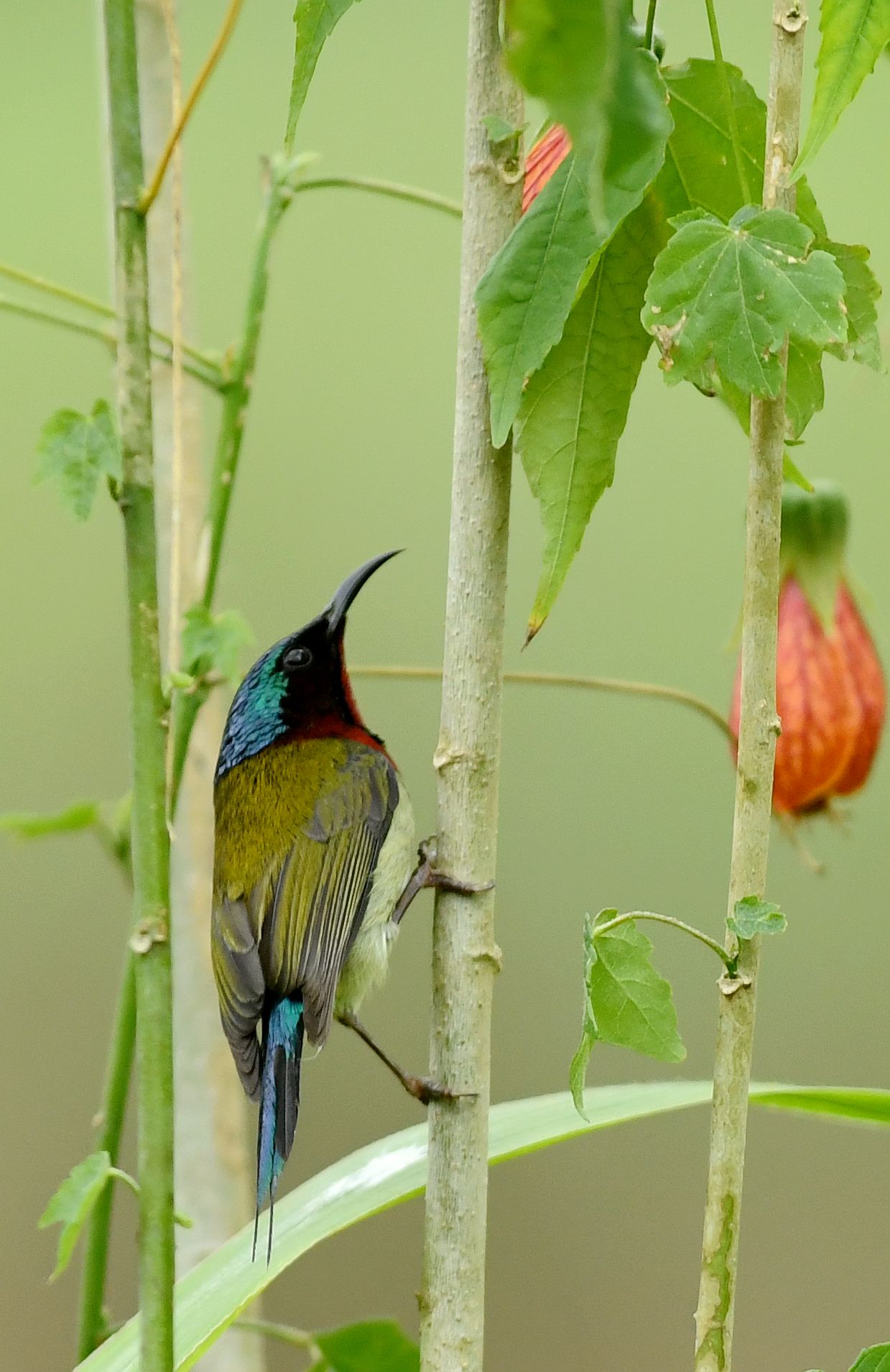 叉尾太阳鸟别称燕尾太阳鸟,是雀形目太阳鸟科一种体型非常小而纤弱的