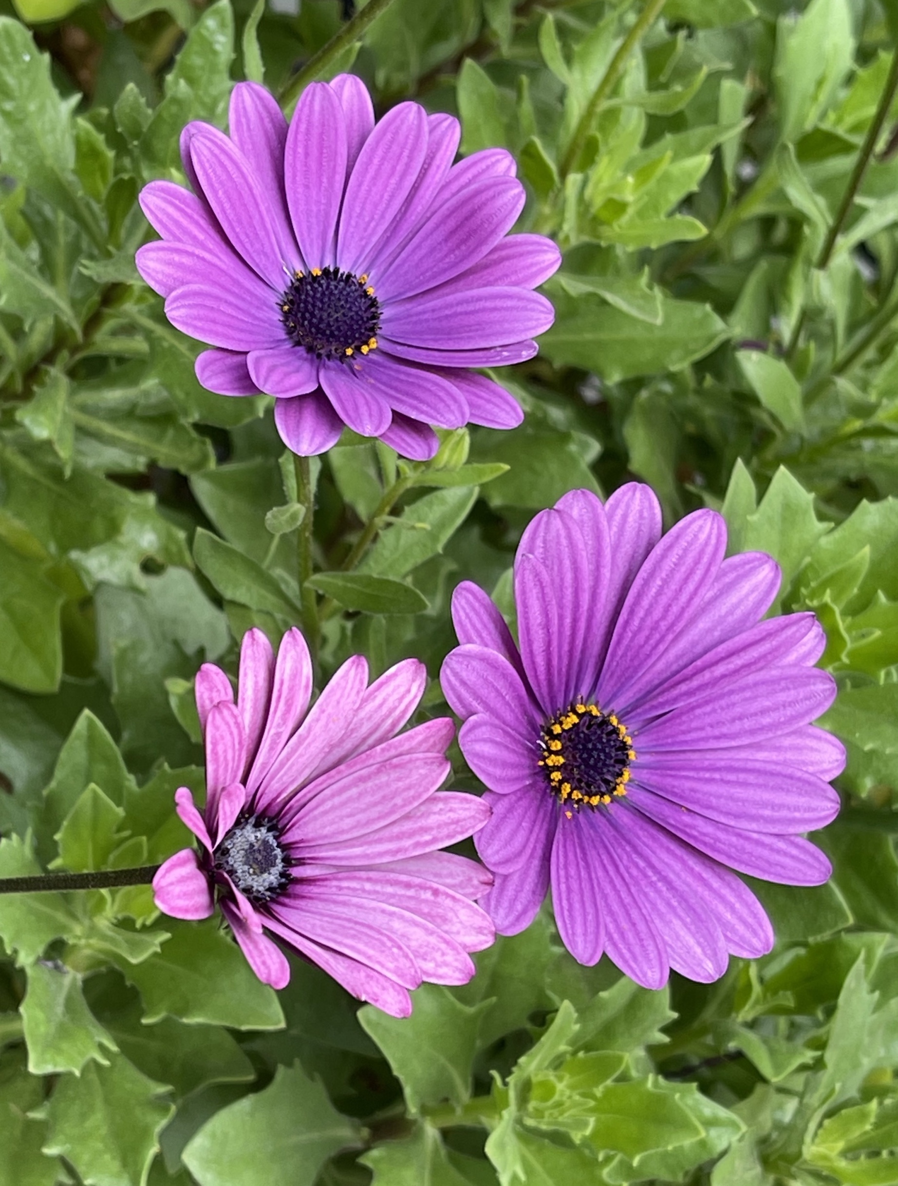 【首发】微距秋日蓝目菊