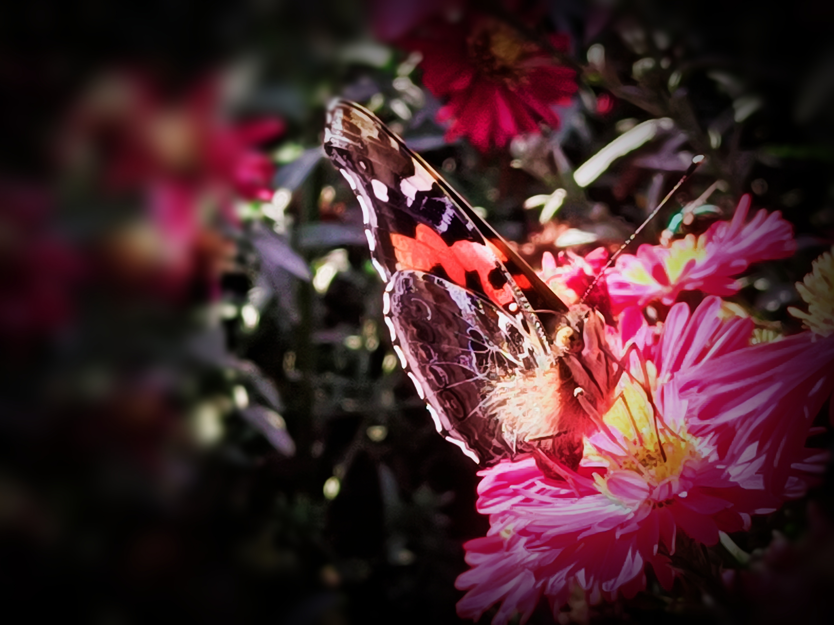 彩蝶翩翩(九)(原创首发)