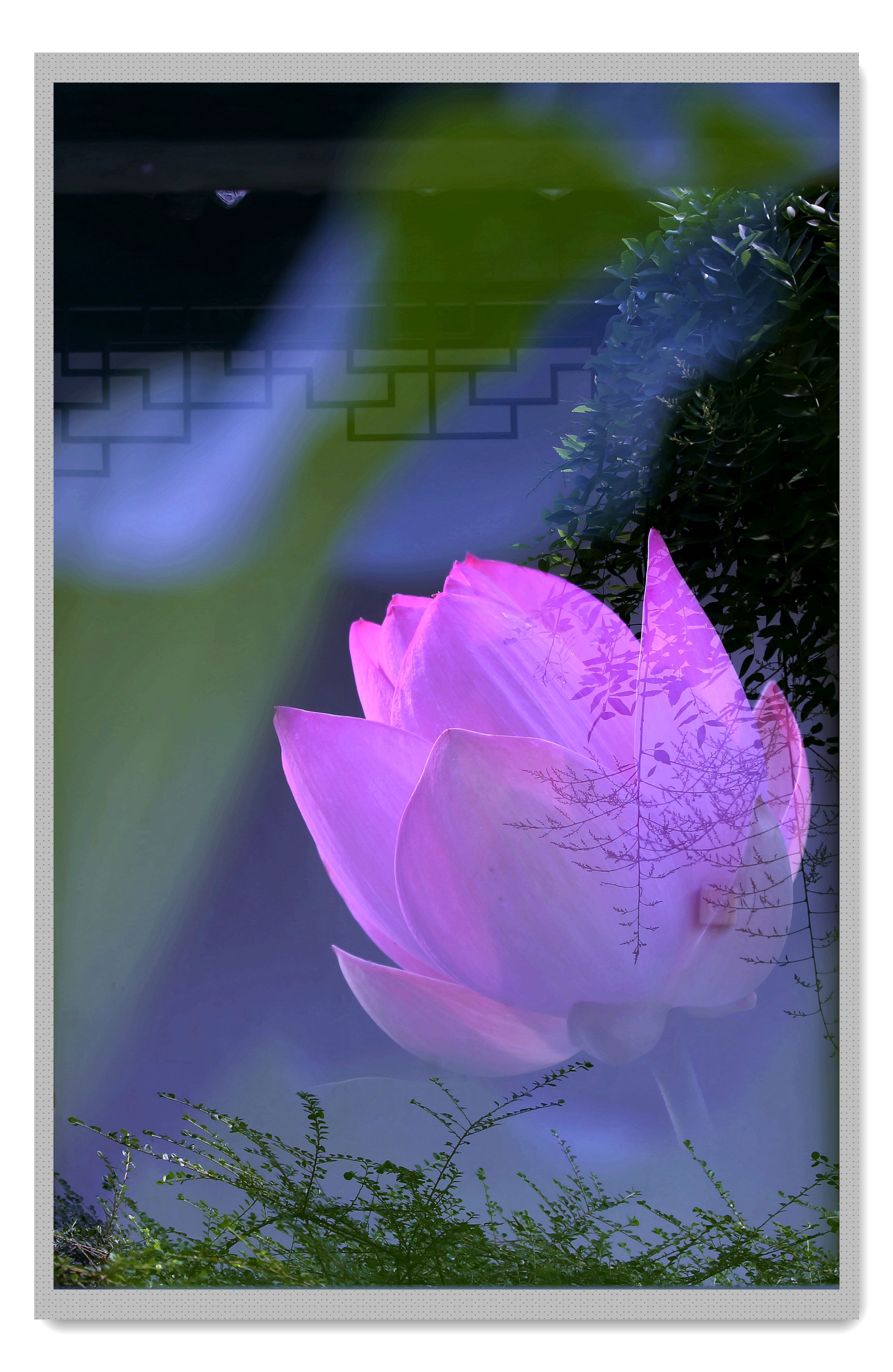 荷花生命力旺盛