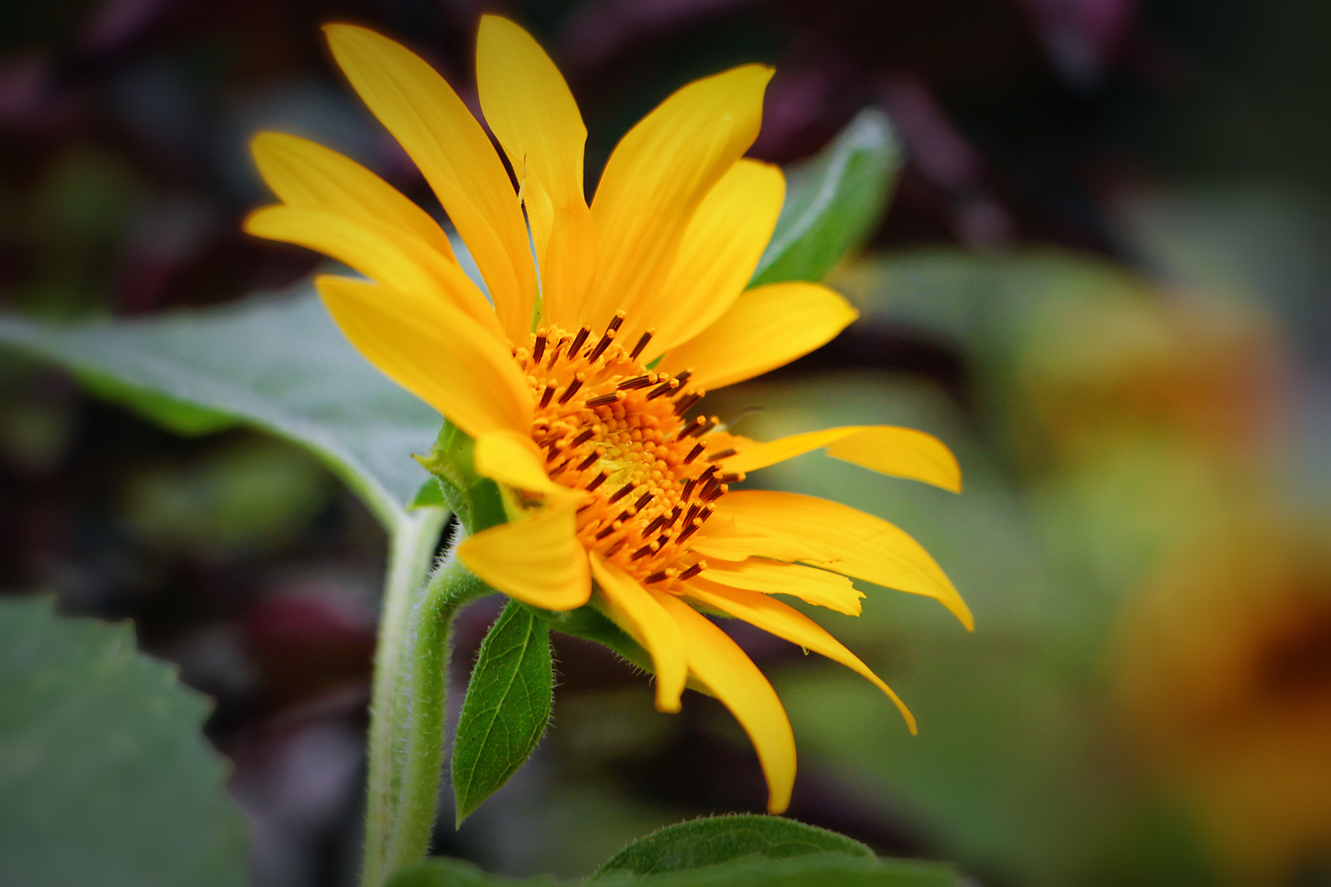 【首发】朝阳花