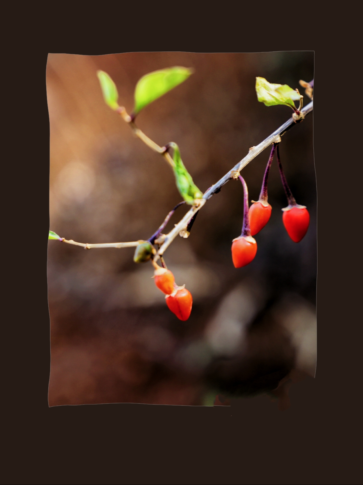 初冬山野枸杞漫山红