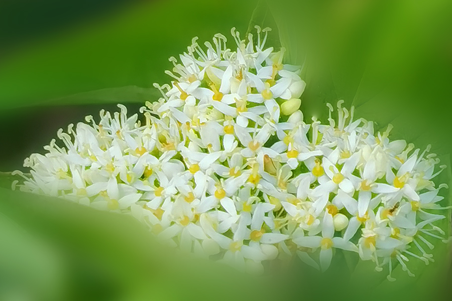 清爽的小梾木花