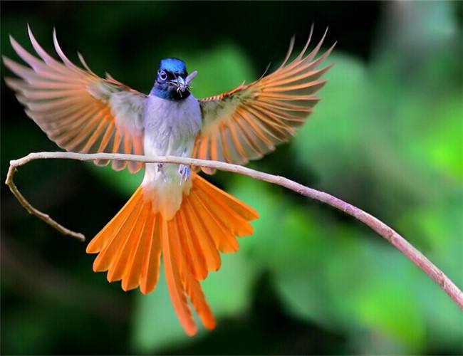 世界上最长寿的鸟图片