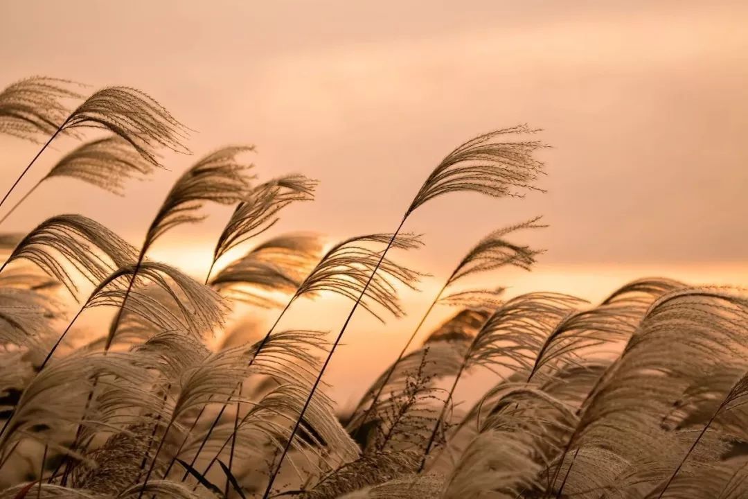 小时候我在北风里追逐 在寒冬中成长 每一次北风吹起的时候 妈妈就会