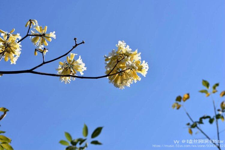 首发花城广州白花风铃木
