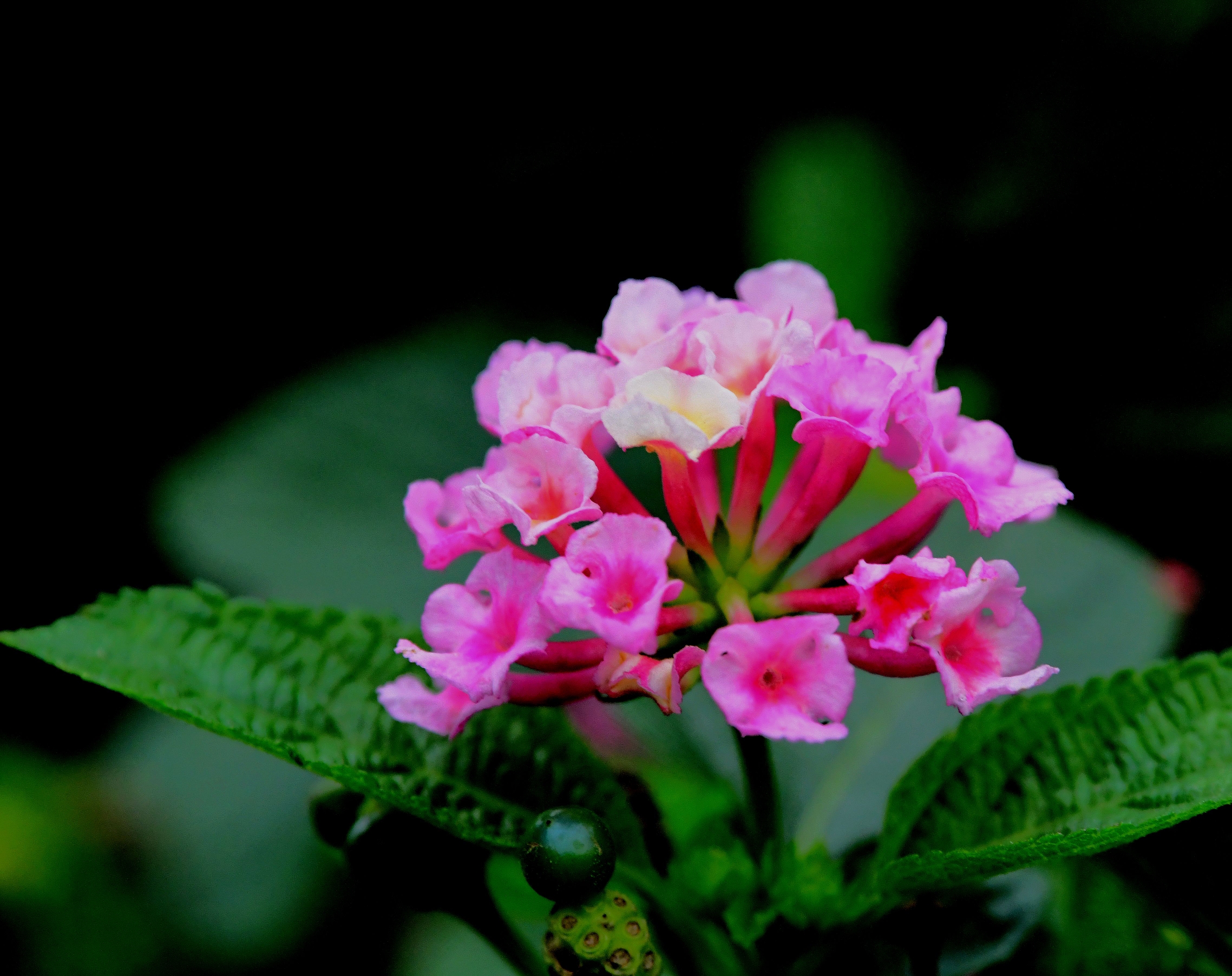 花卉摄影一一五色梅【首发】