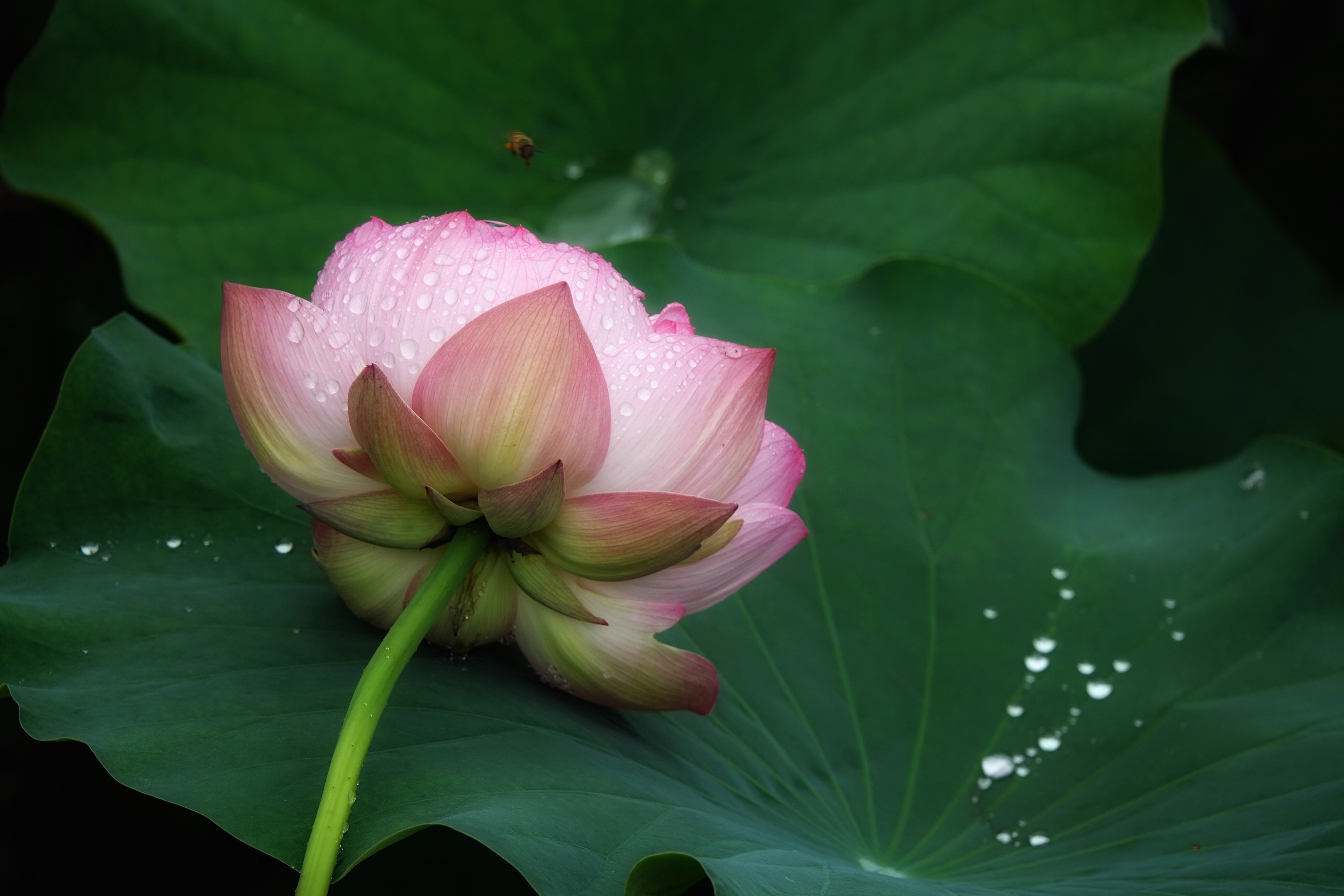 清姿秀色長 幽香飄遠菡風揚 出水芙蓉凝玉露 玉凝香 碧翠漣漪荷葉舞