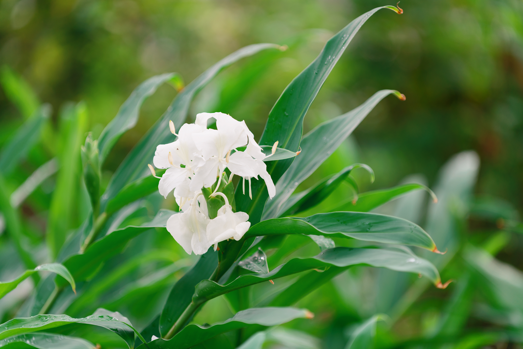 姜花 姜花怎样种植才能开花