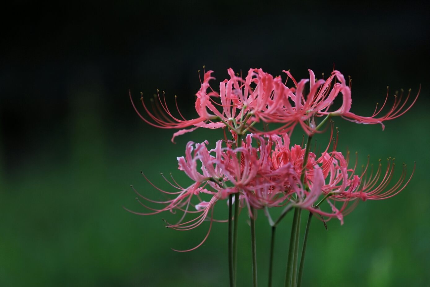 彼岸花开花开彼岸