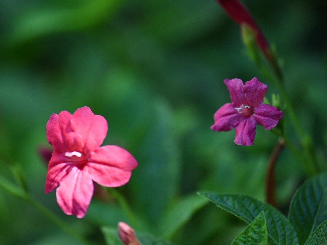 【首发】芦莉花