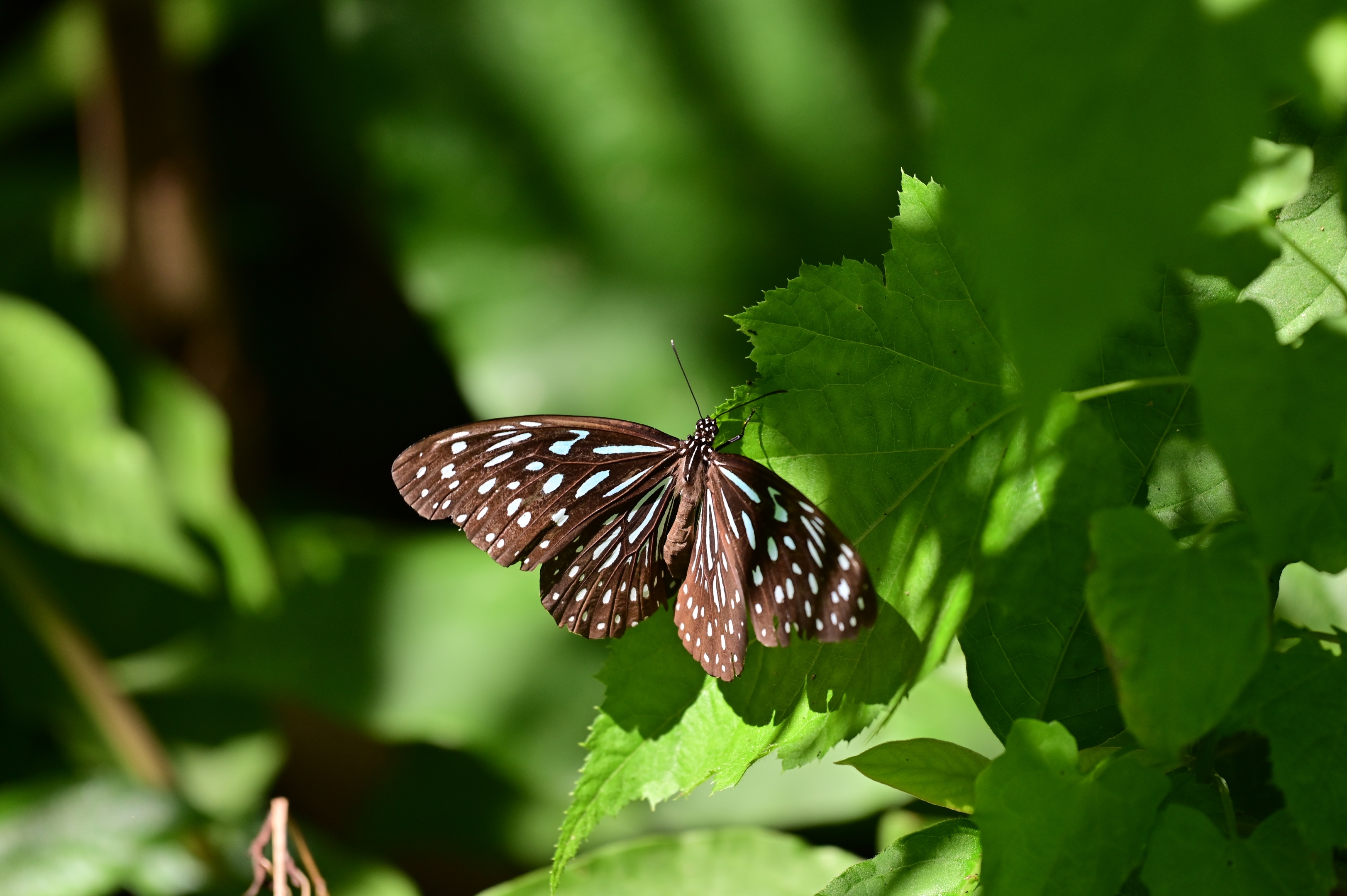 首发〕破茧而出