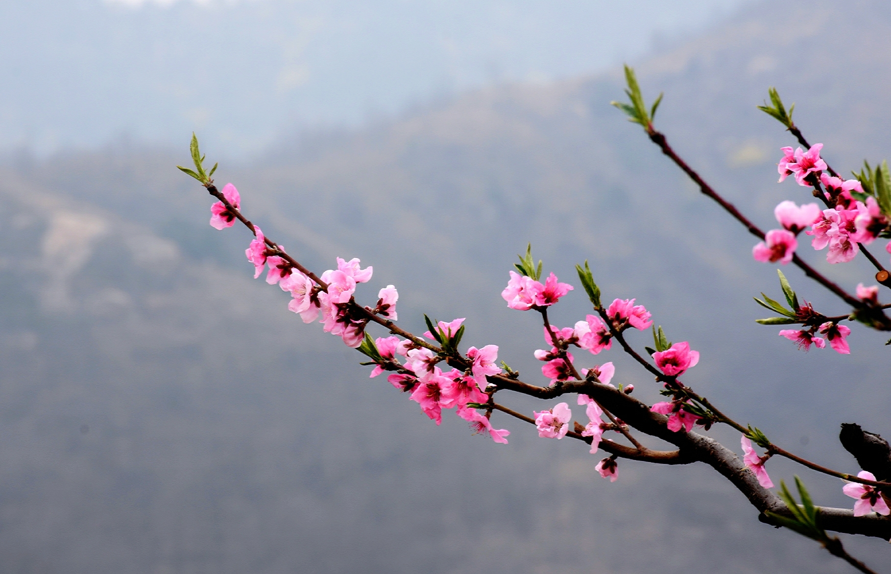 山野桃花朵朵开