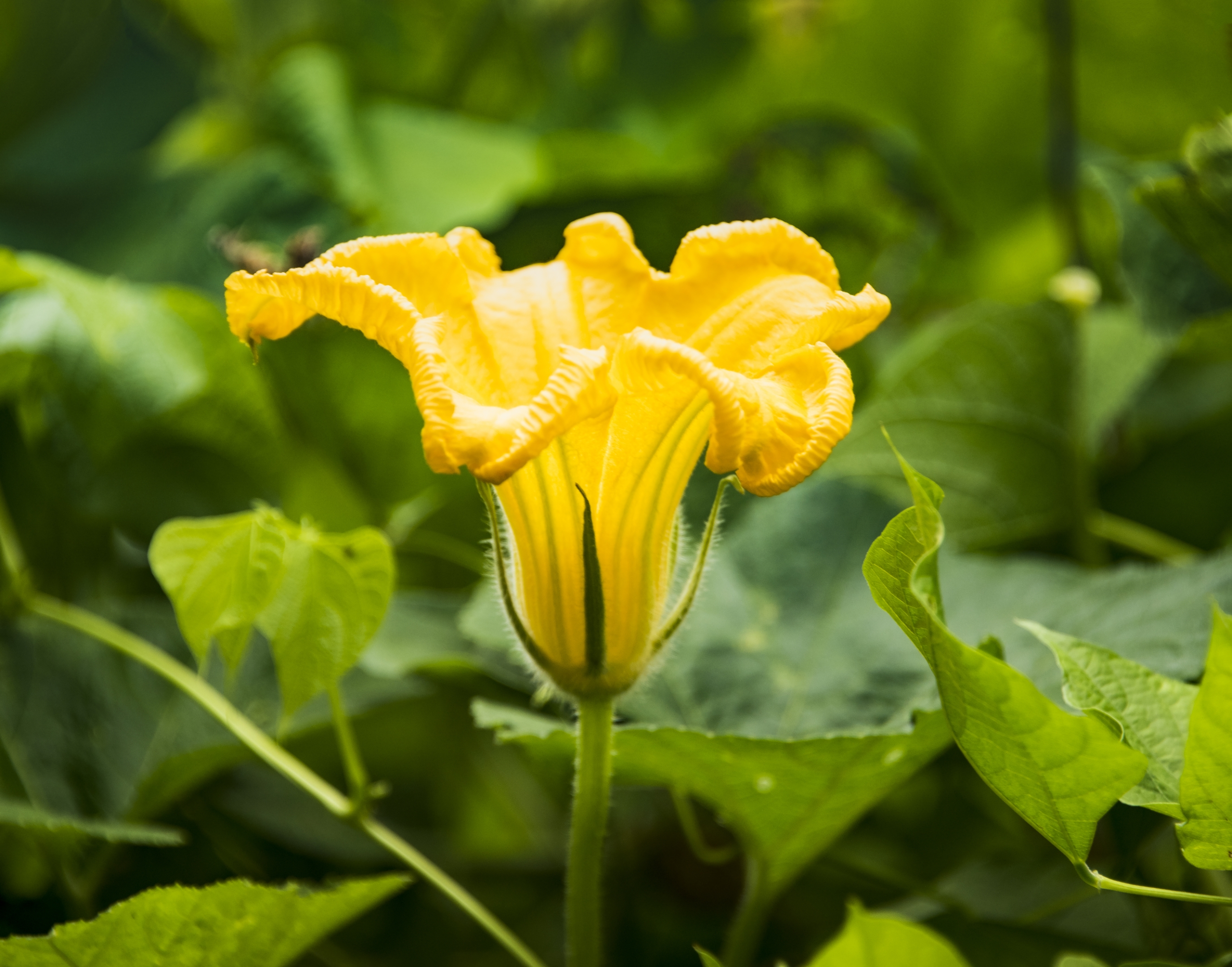 初秋家乡的南瓜花【首发】