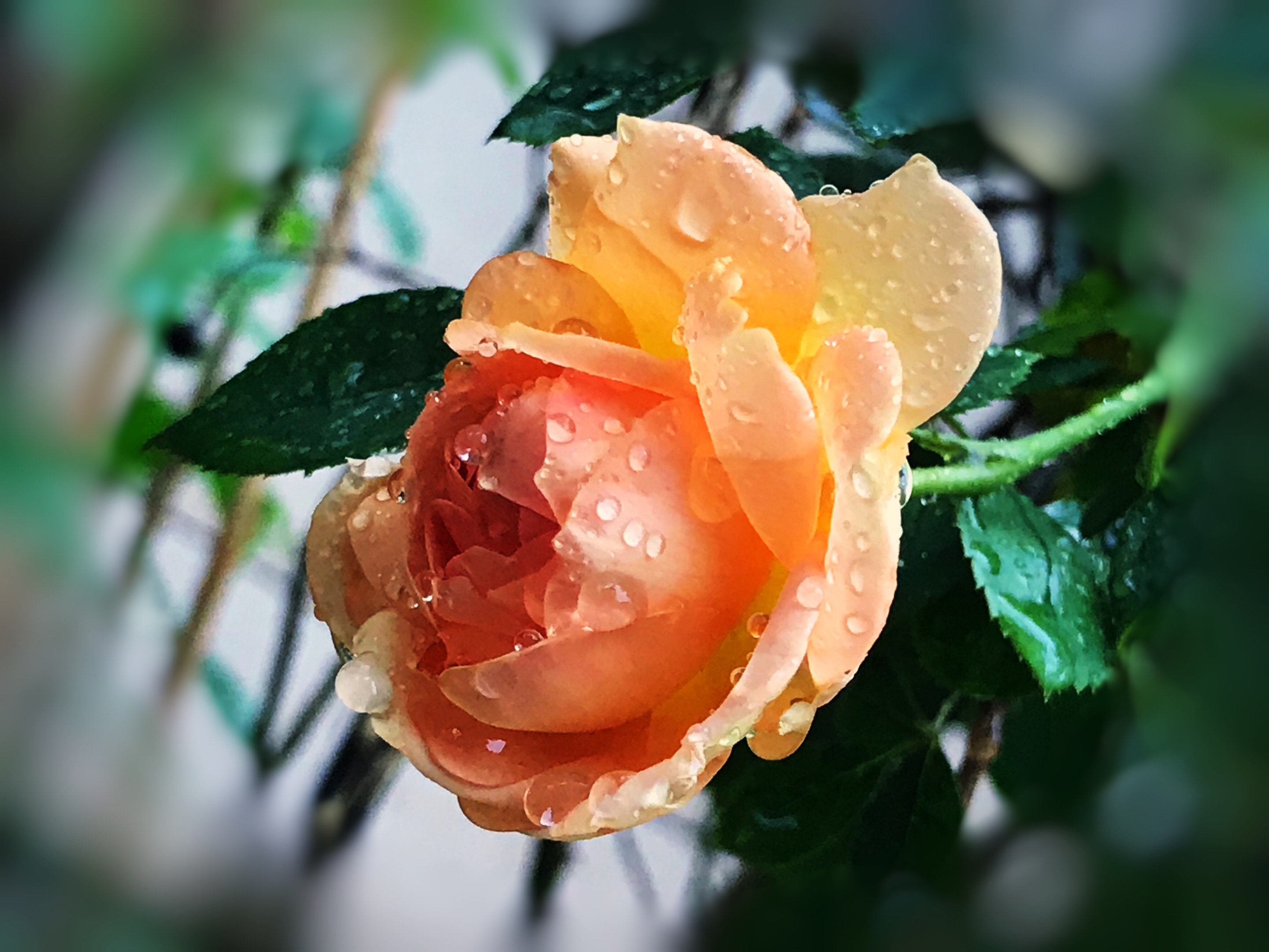 【首发】雨中玫瑰