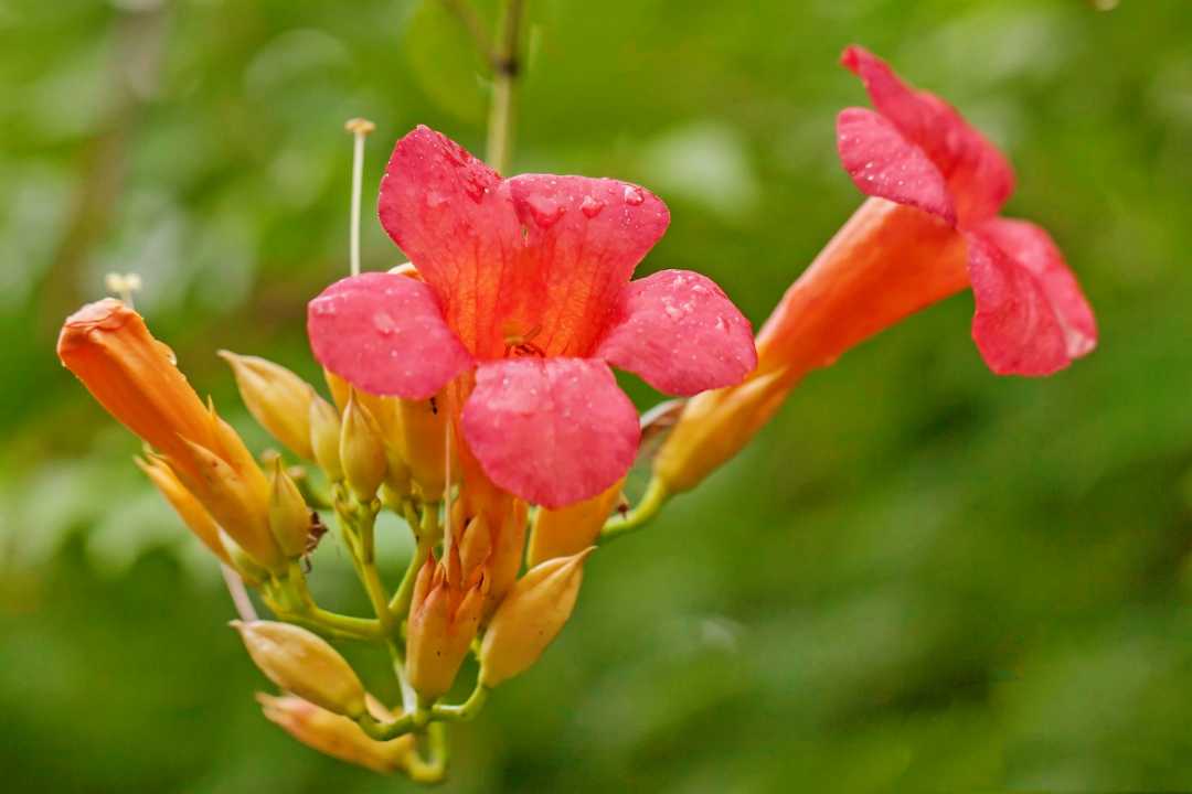 凌霄花《首發》