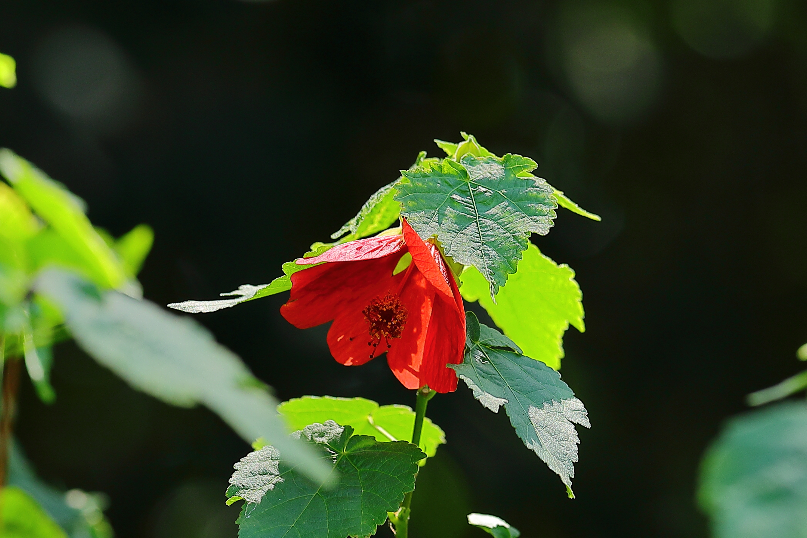 【首发】火红的箭叶秋葵