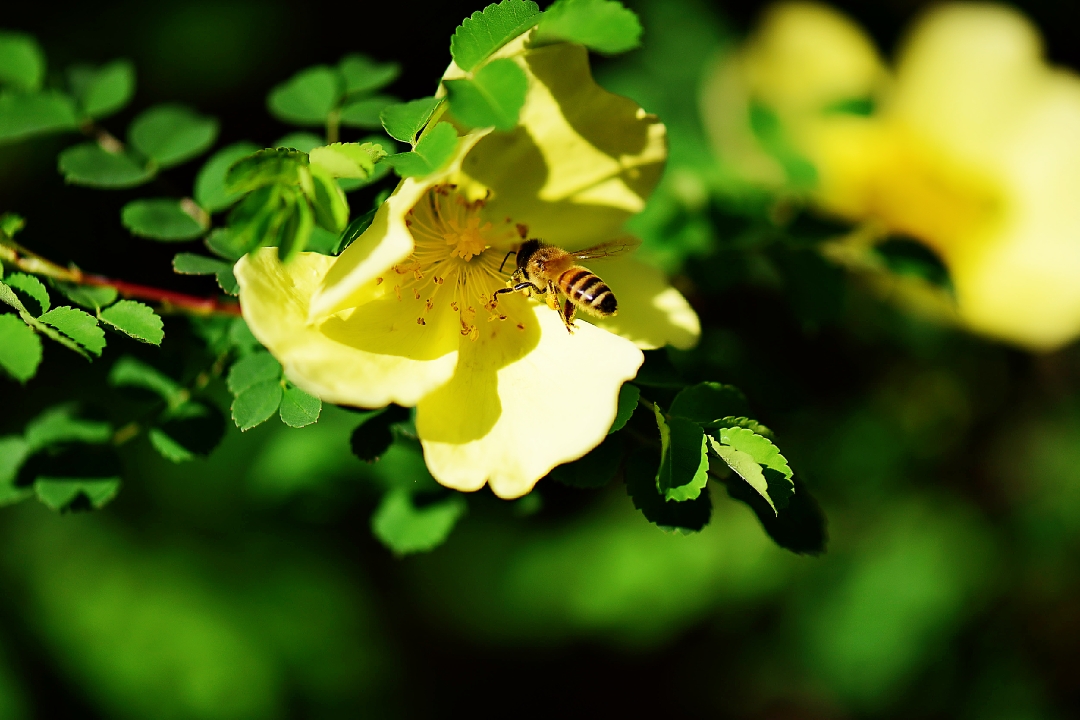 蜜蜂与鲜花