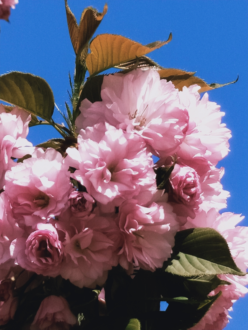 春季花开景色迷人