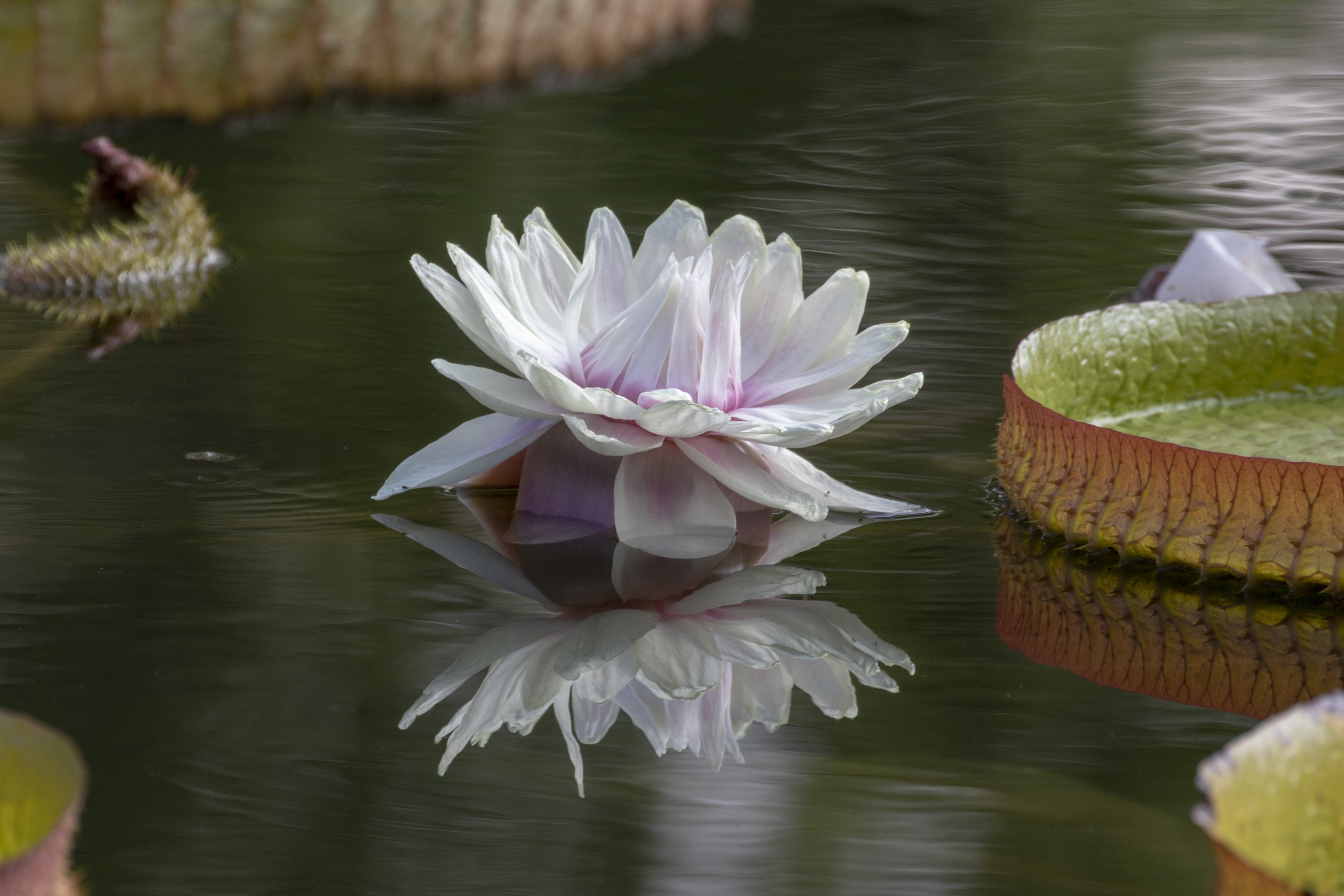 【首发】科鲁兹王莲(2)