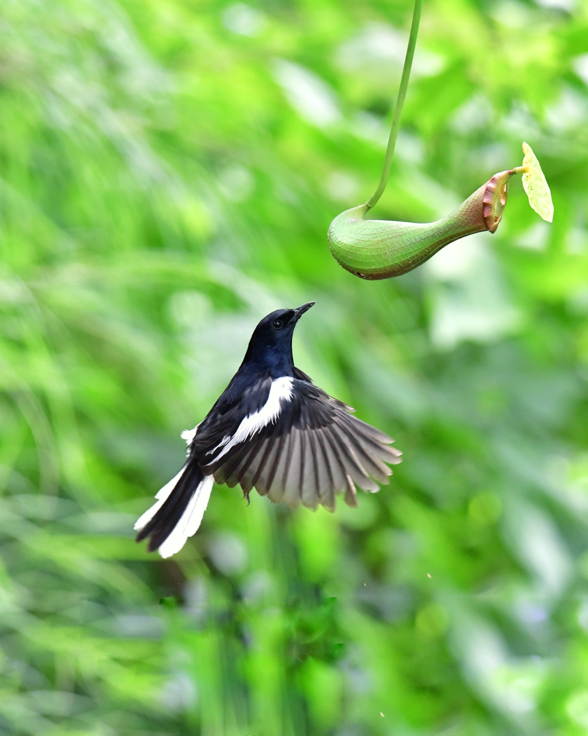 鹊鸲捕虫(六)[首发]